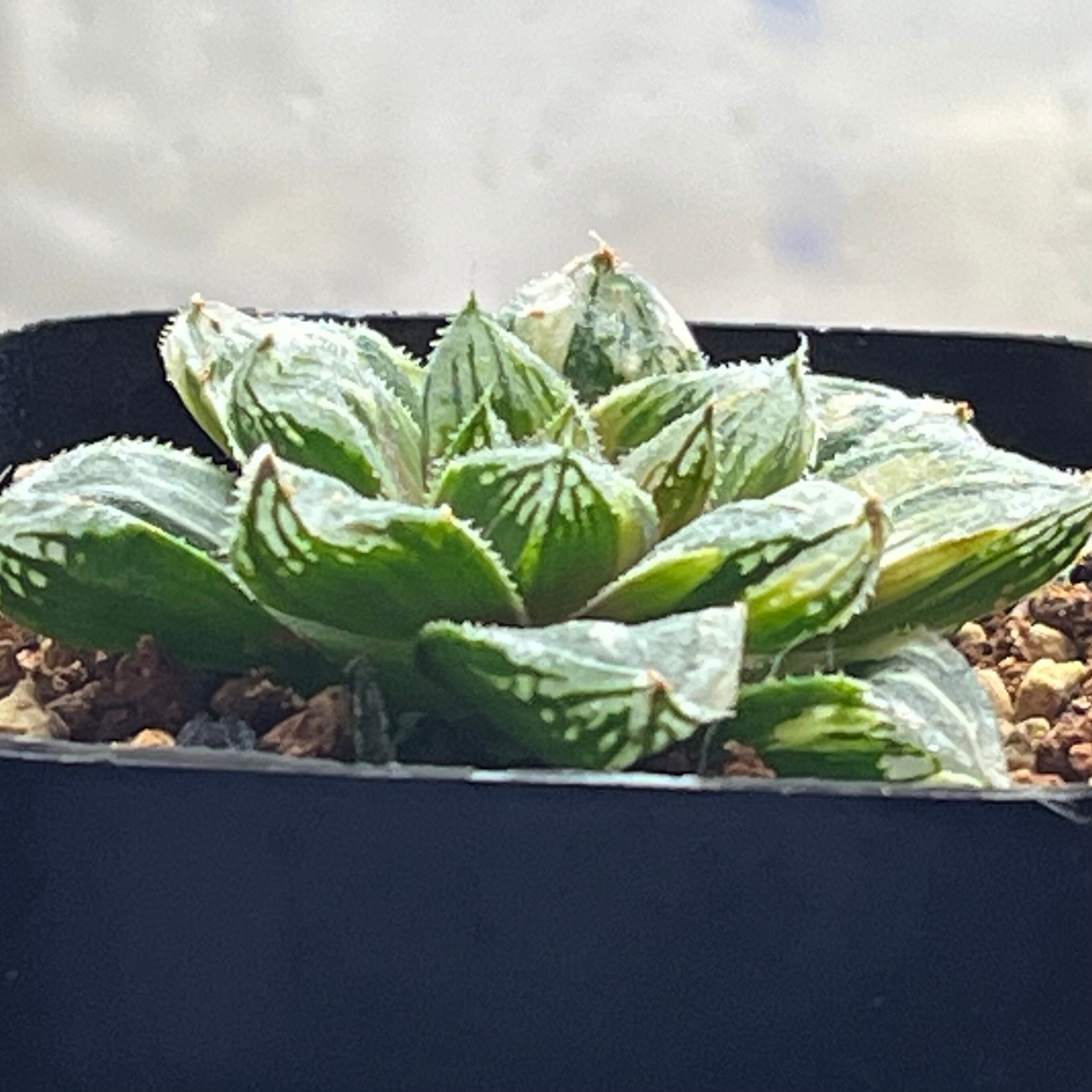 ハオルチア 赤富士錦 | mocono_plants