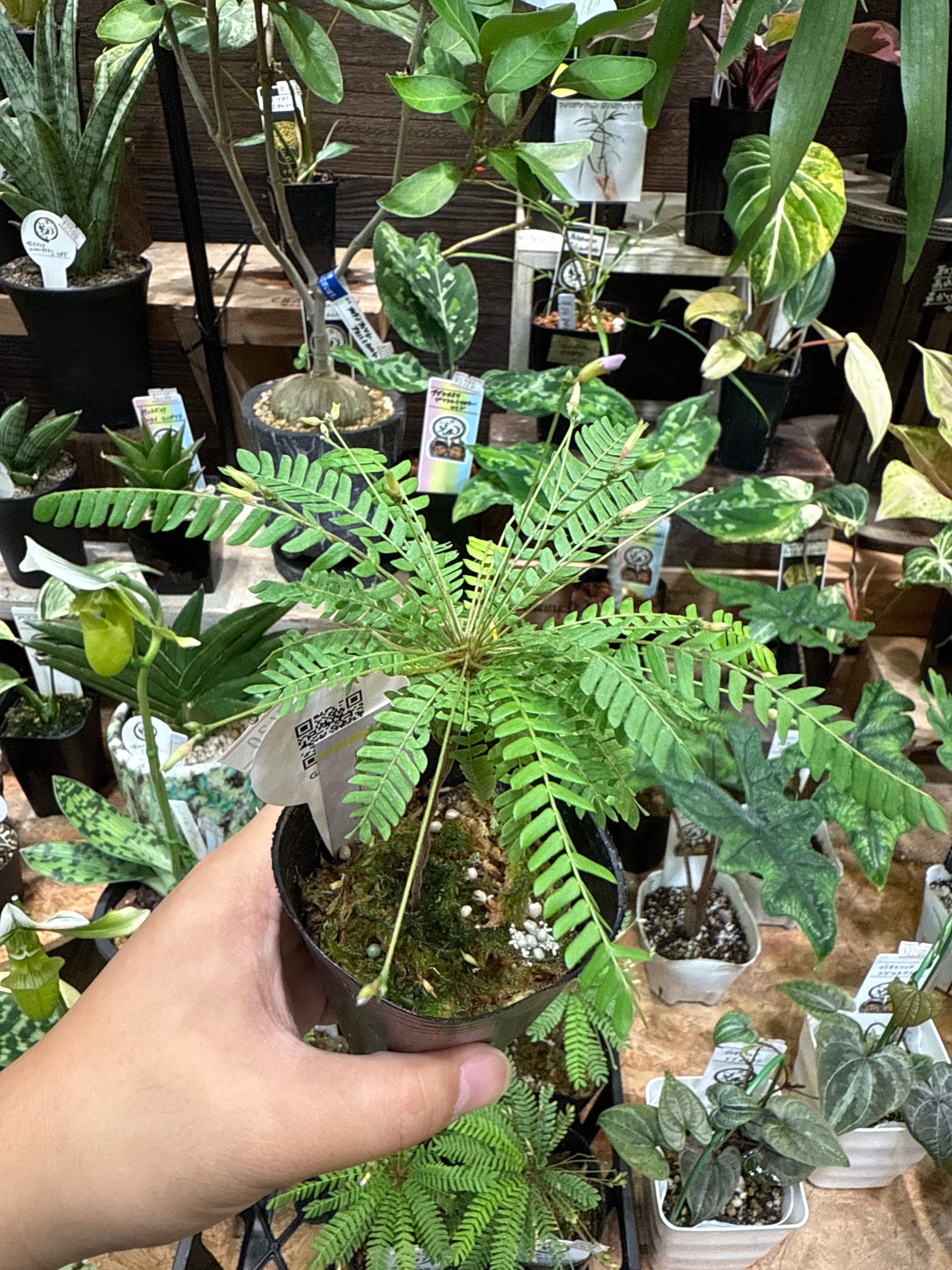 その他観葉植物 HOYA piestolepis Hoya Piestolepis /ホヤ ピエストレピス | Gardenえん 【観葉熱帯植物】