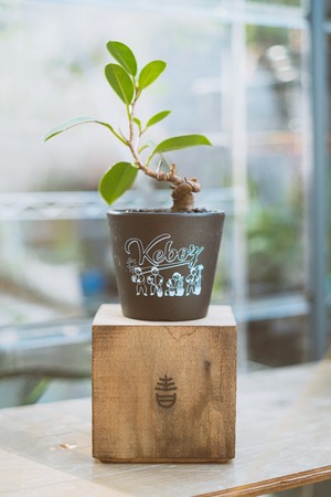Ficus microcarpa 古木ガジュマル【KEBOZ × 青坊主コラボプラ鉢】