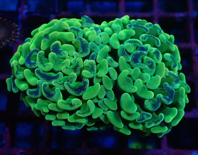 Neon Pulse 3