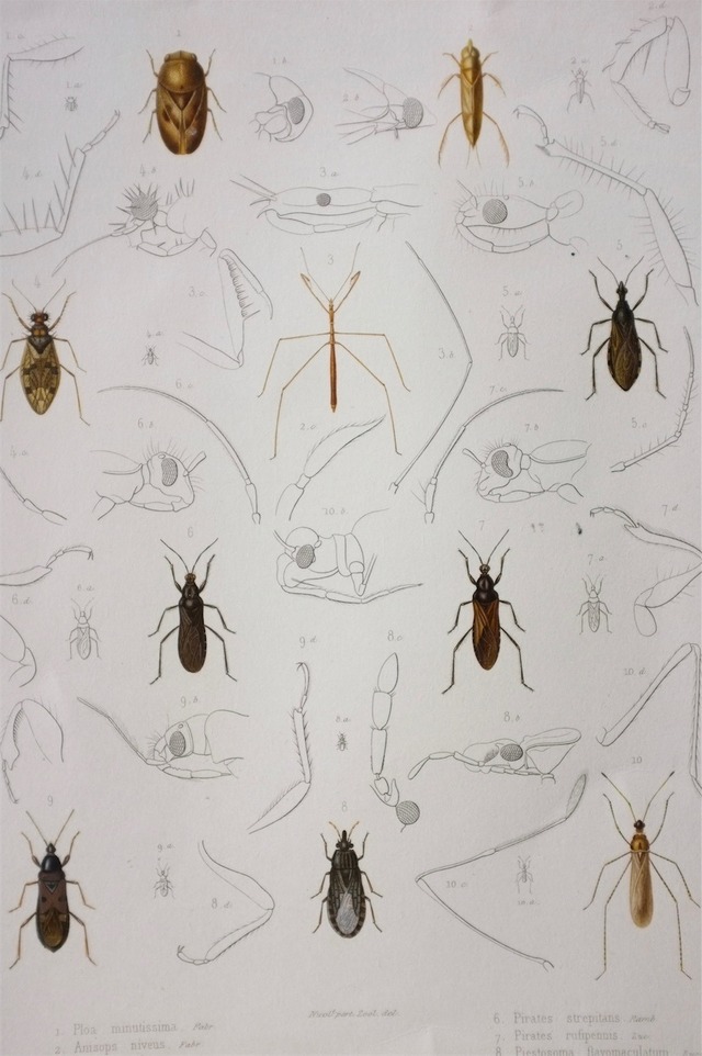 1840s exploration scientifique de l'Alg?rie  37cm  虫の彩色図版c