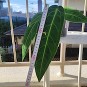 アンスリウム ワロクアーナム/Anthurium warocqueanum②