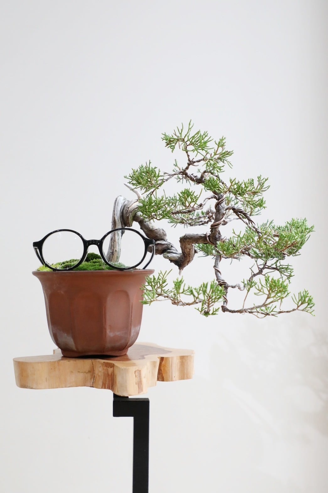 ひ*様 黒松盆栽 黒松 盆栽/Japanese black pine bonsai ※陶器鉢付き | 【厳選植物・器