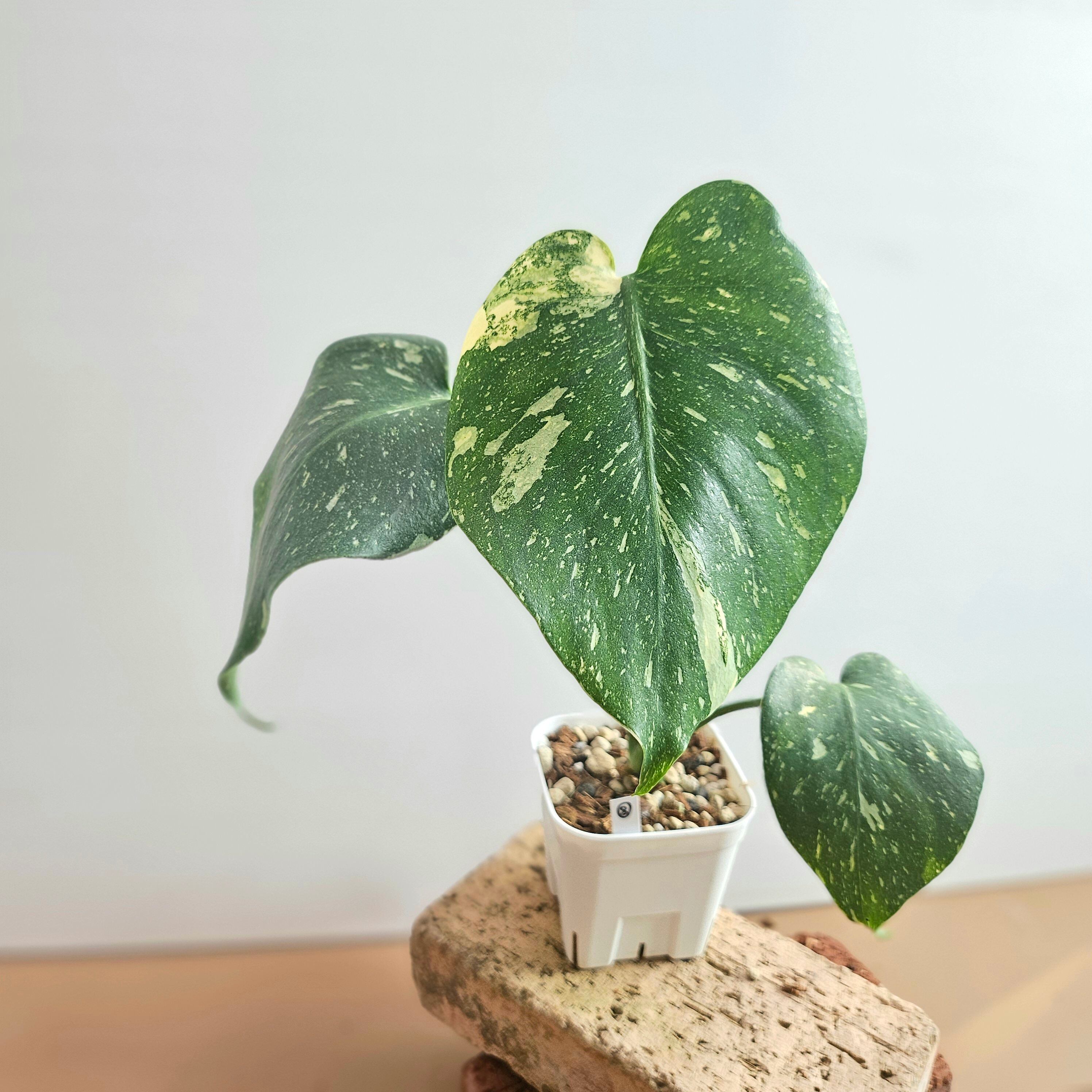 最上級 斑入りモンステラ・ラニアタ ・フルミント monstera laniata 24