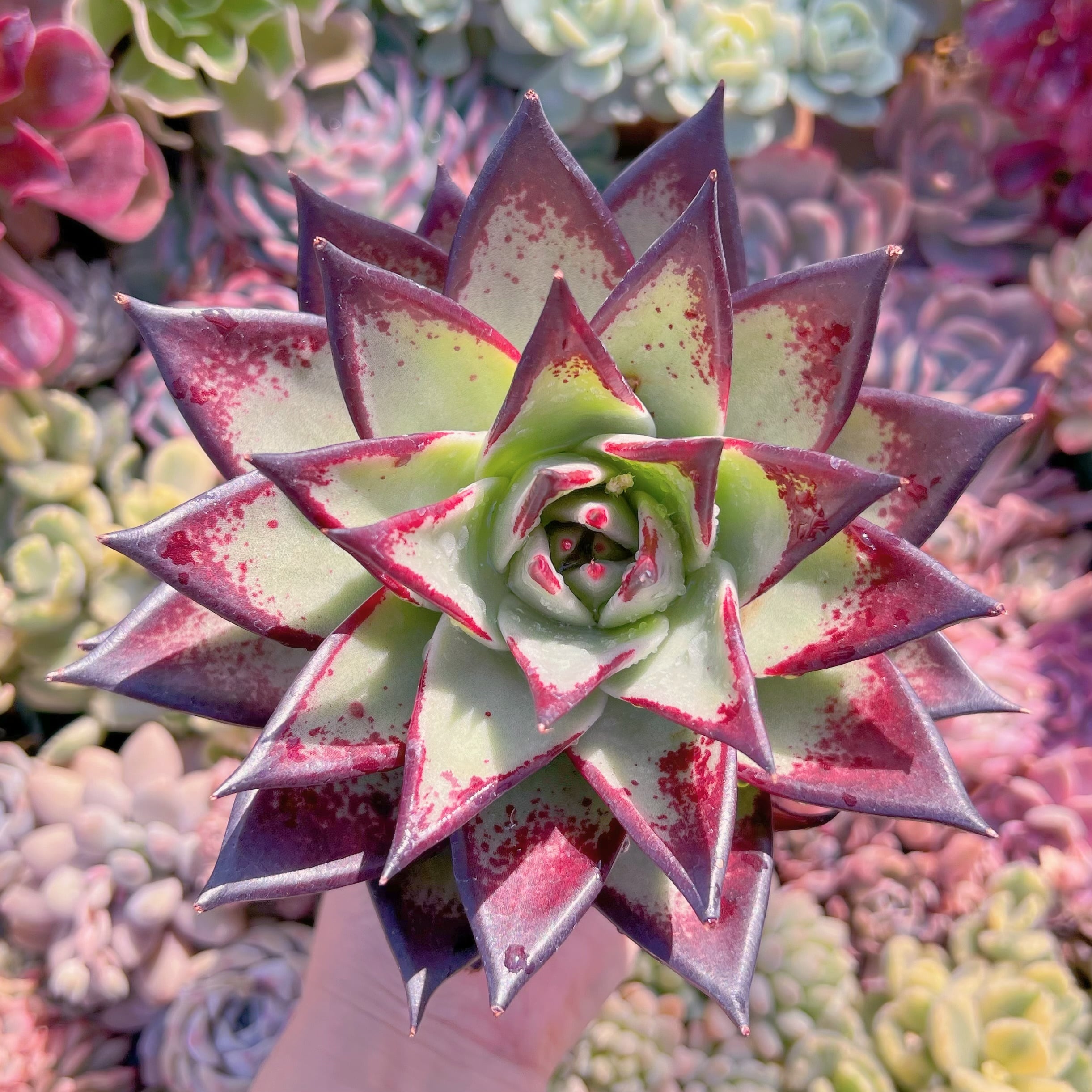 現品　黒魔王#A57　特大苗　るる農園