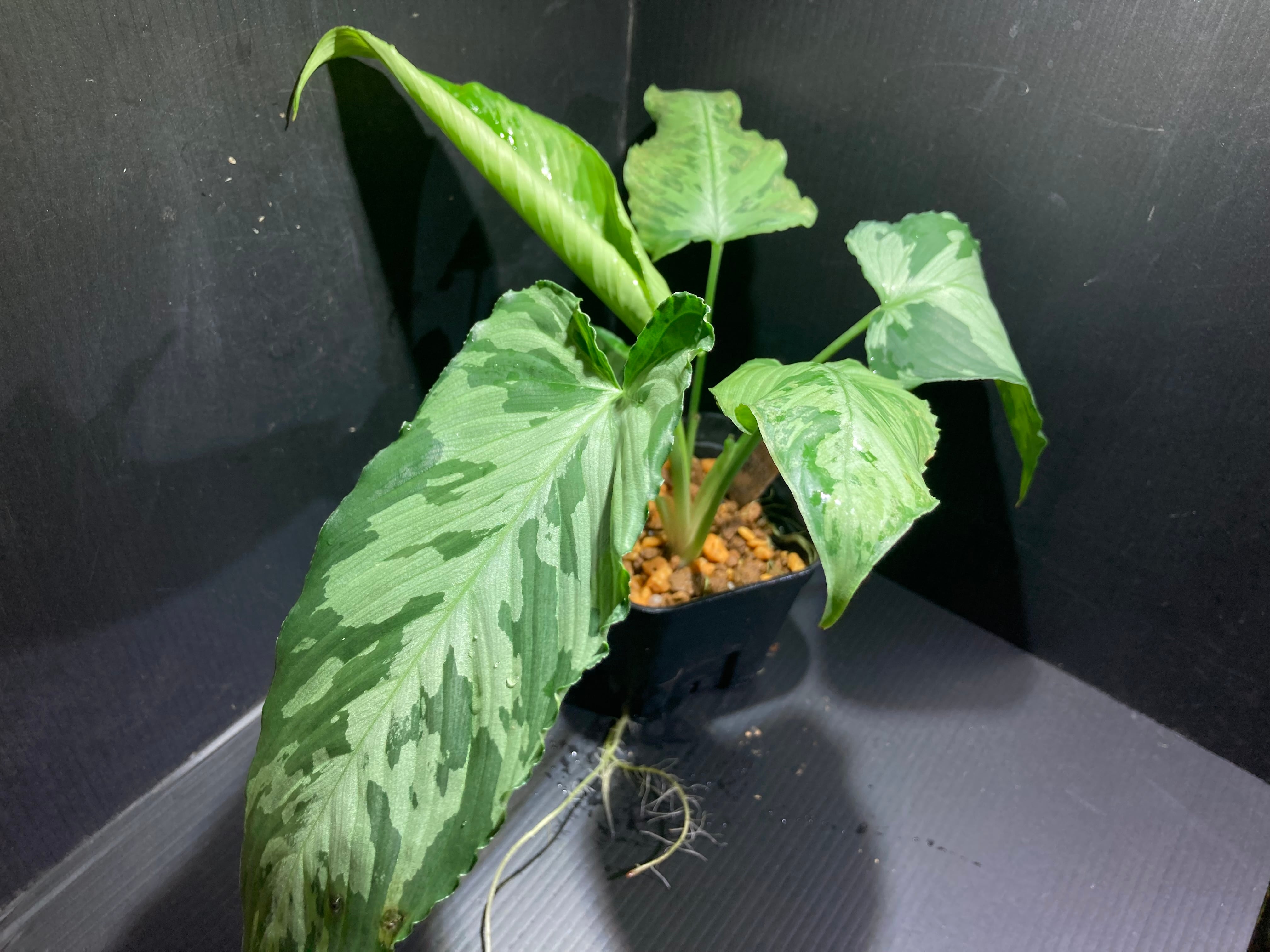 フィロデンドロン ビレッティア 斑入り 大株【激レア】Philodendron