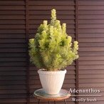アデナンサス ウーリーブッシュ 2株植え 陶器鉢 7号 オージープランツ オーストラリア原産 1206WH