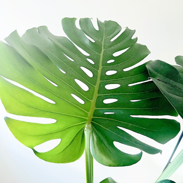 【新入荷】大葉 モンステラ デリシオーサ 観葉植物 大型 室内 calm cafe