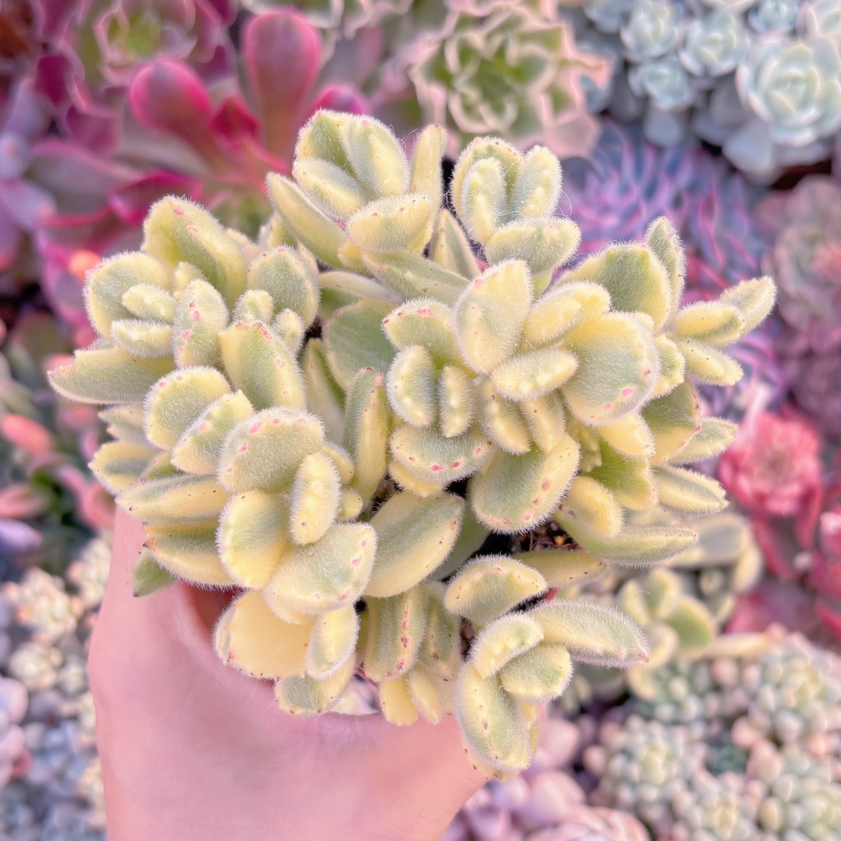 現品　白熊#1124　群生　るる農園