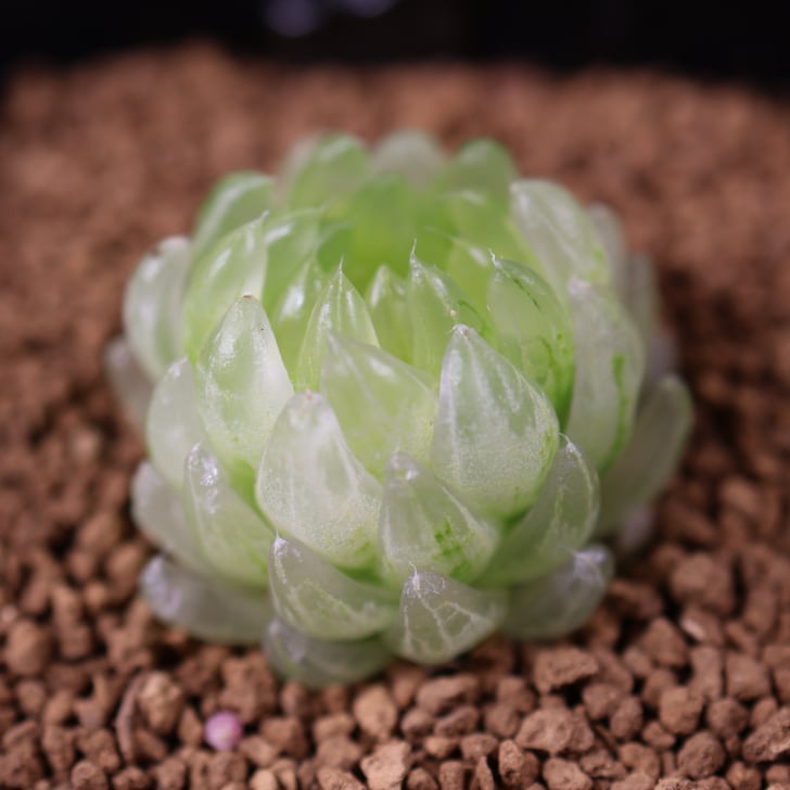再入荷 707『ハオルチア エメラルド LED変種 太陽の恋人』 観葉植物
