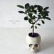 plants born （human）フィカス・ルビキノーサ