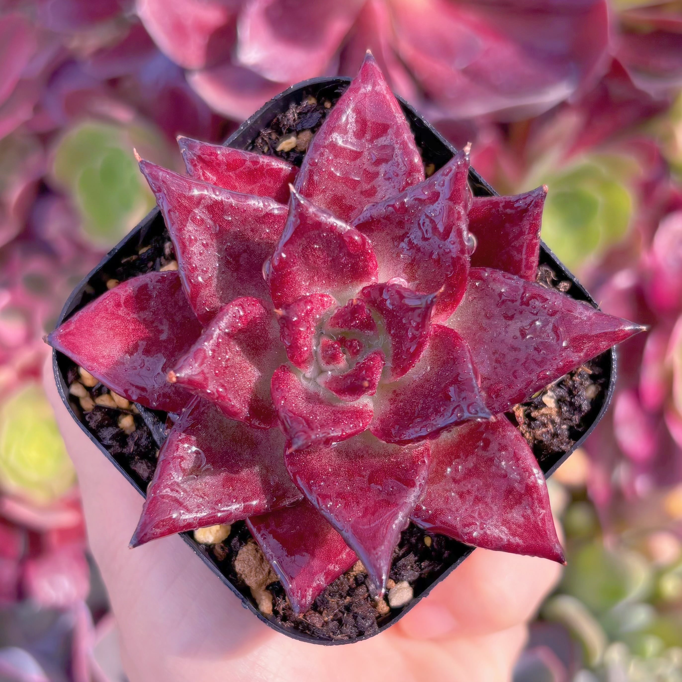 現品　ロメオルビン#F212　るる農園