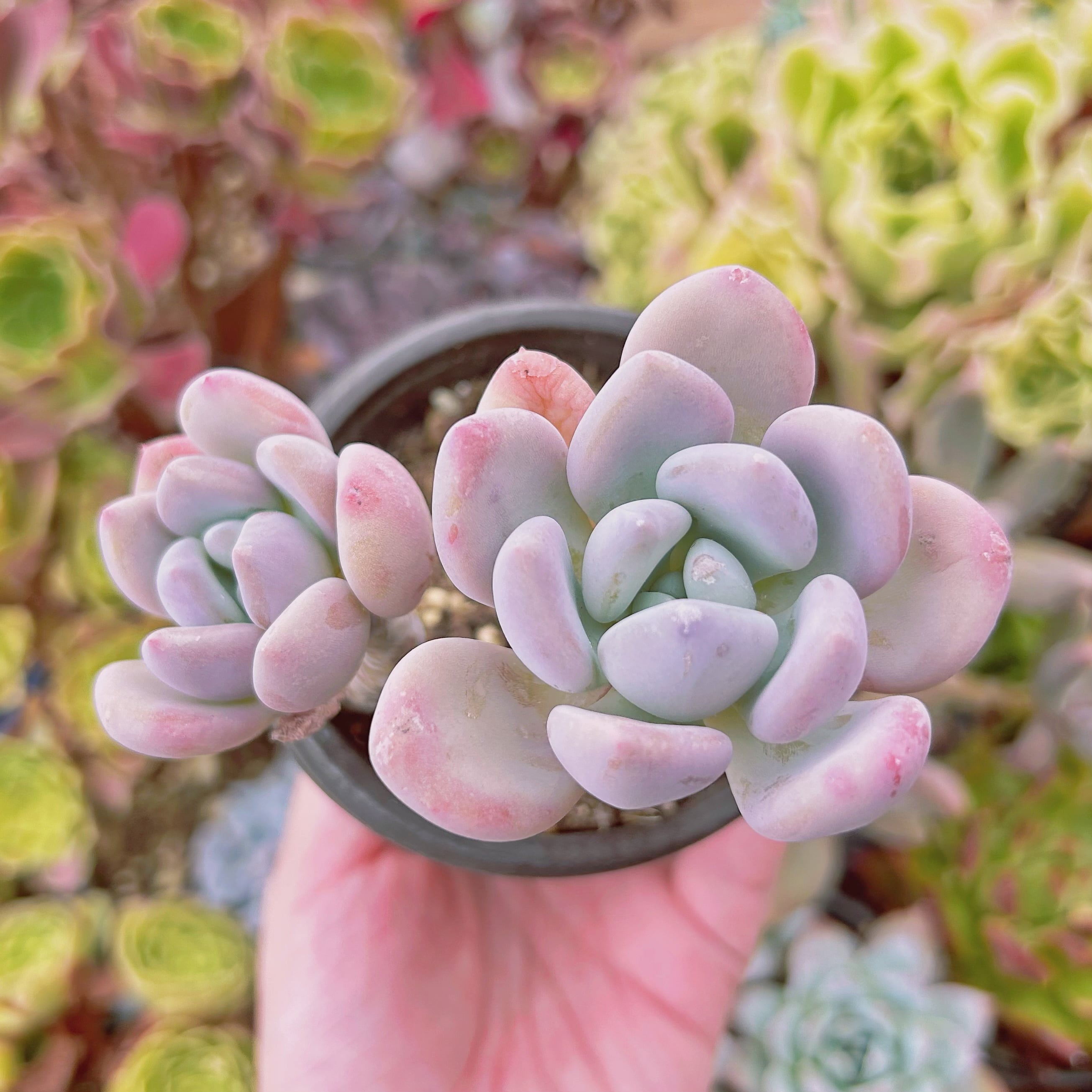 現物　多肉植物　オパリナ　抜き苗