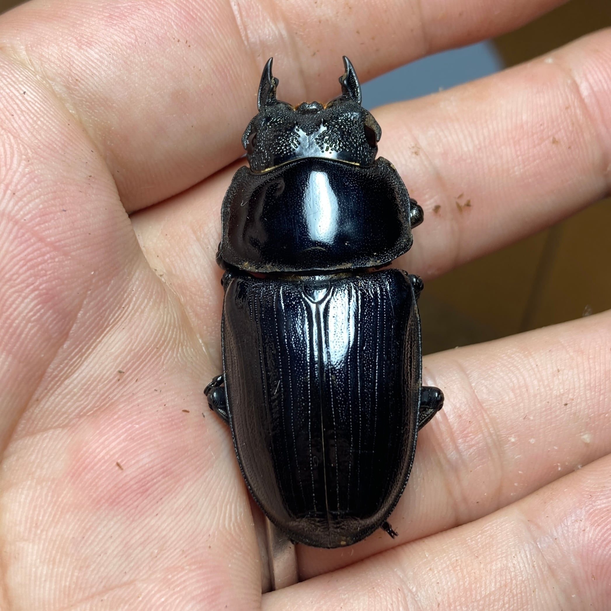 オオクワガタ 3 OOKUWA BOX】22年8番 久留米産オオクワガタ ☆限定幼虫3頭☆（種親