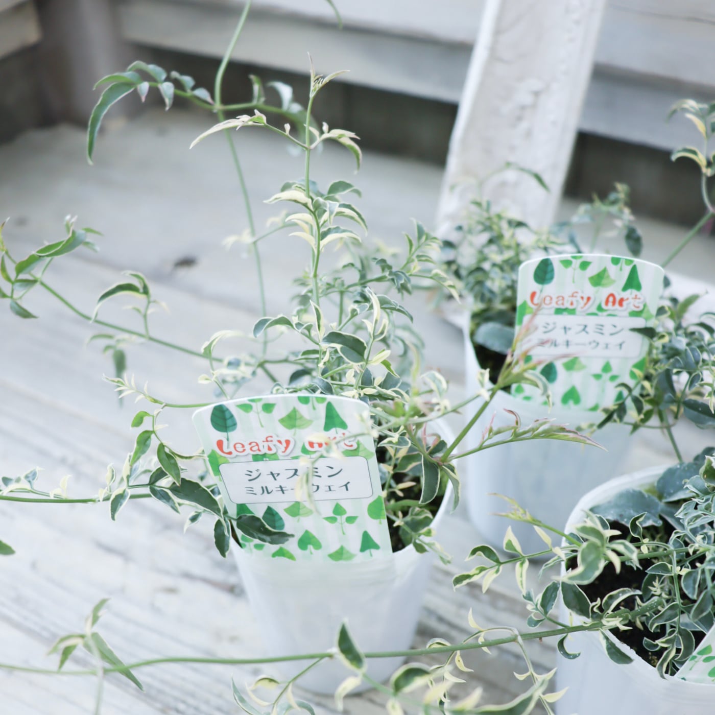 Green heartꕥオンラインショップ