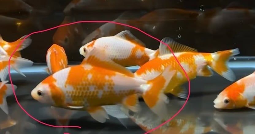 用品 咲ひかり金魚 稚魚用 緩慢沈下 100g 1個 | アクアヒーリング