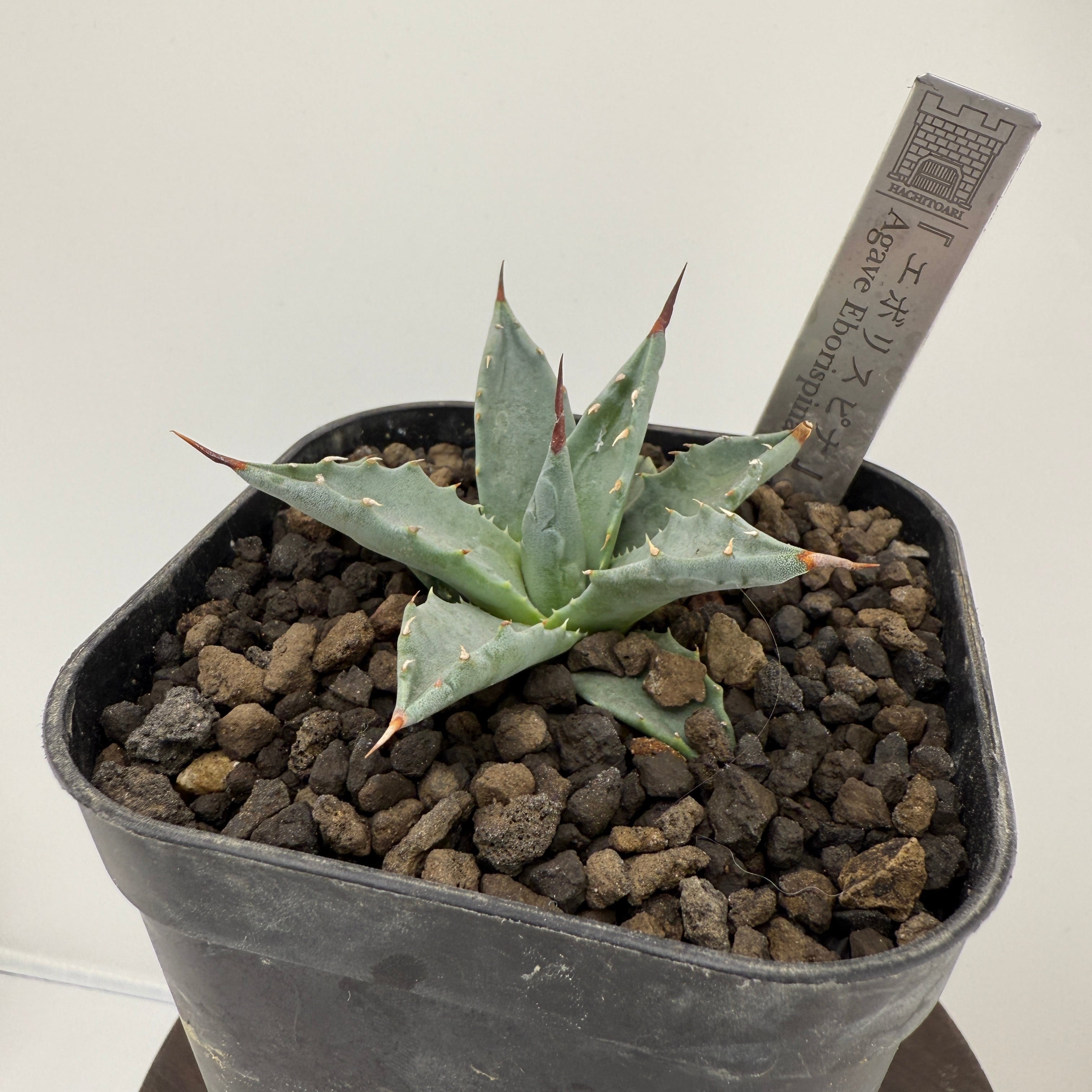 No.1 エボリスピナ Agave utahensis var. eborispina 'Vegas'