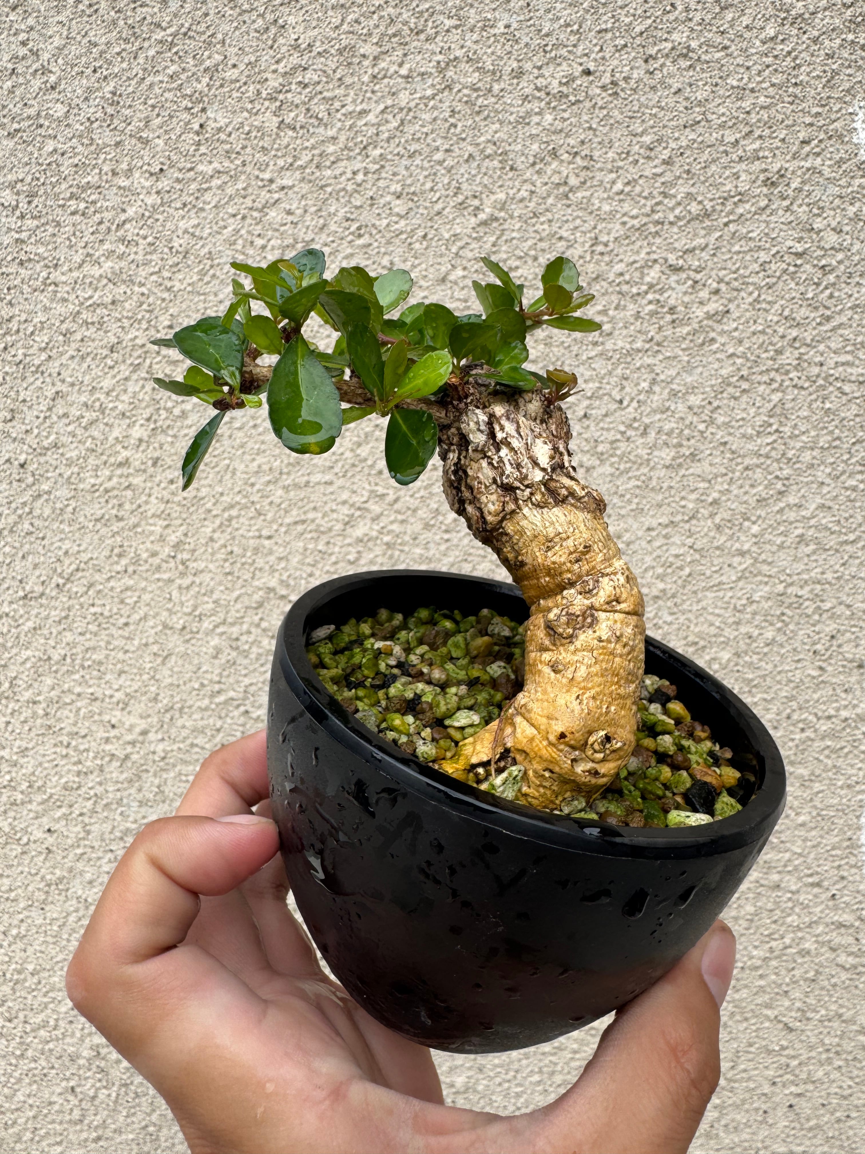 琉球盆栽】ハリツルマサキ【小型の良品】 | 青坊主-aobouzu-