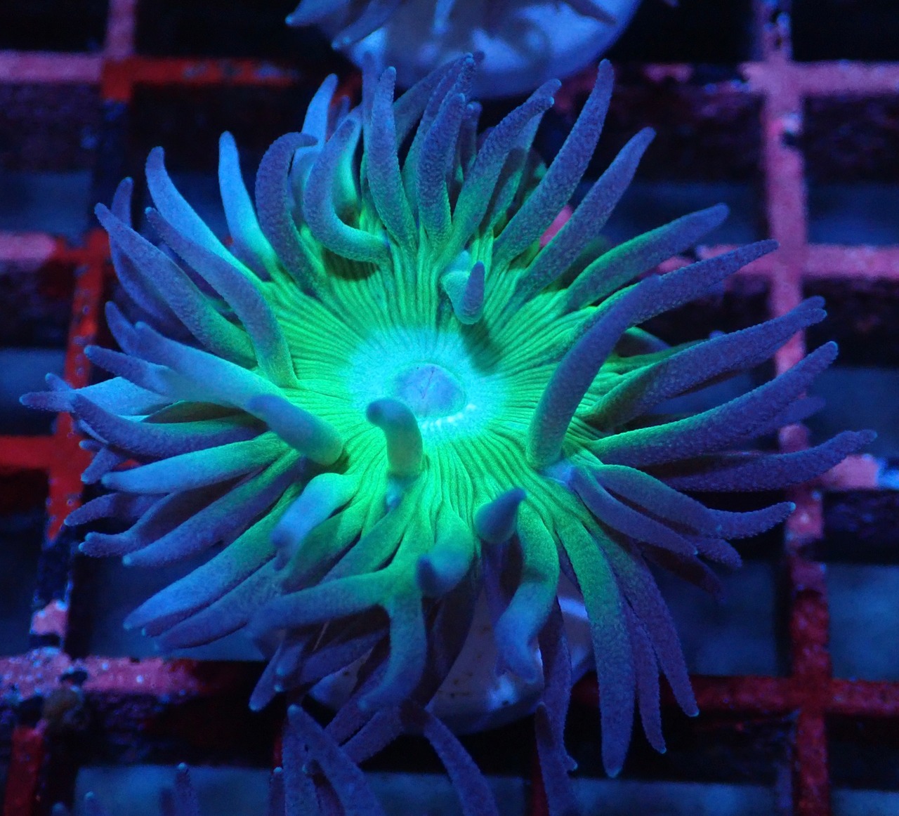 【現地買付】Duncanopsammia axifuga 5