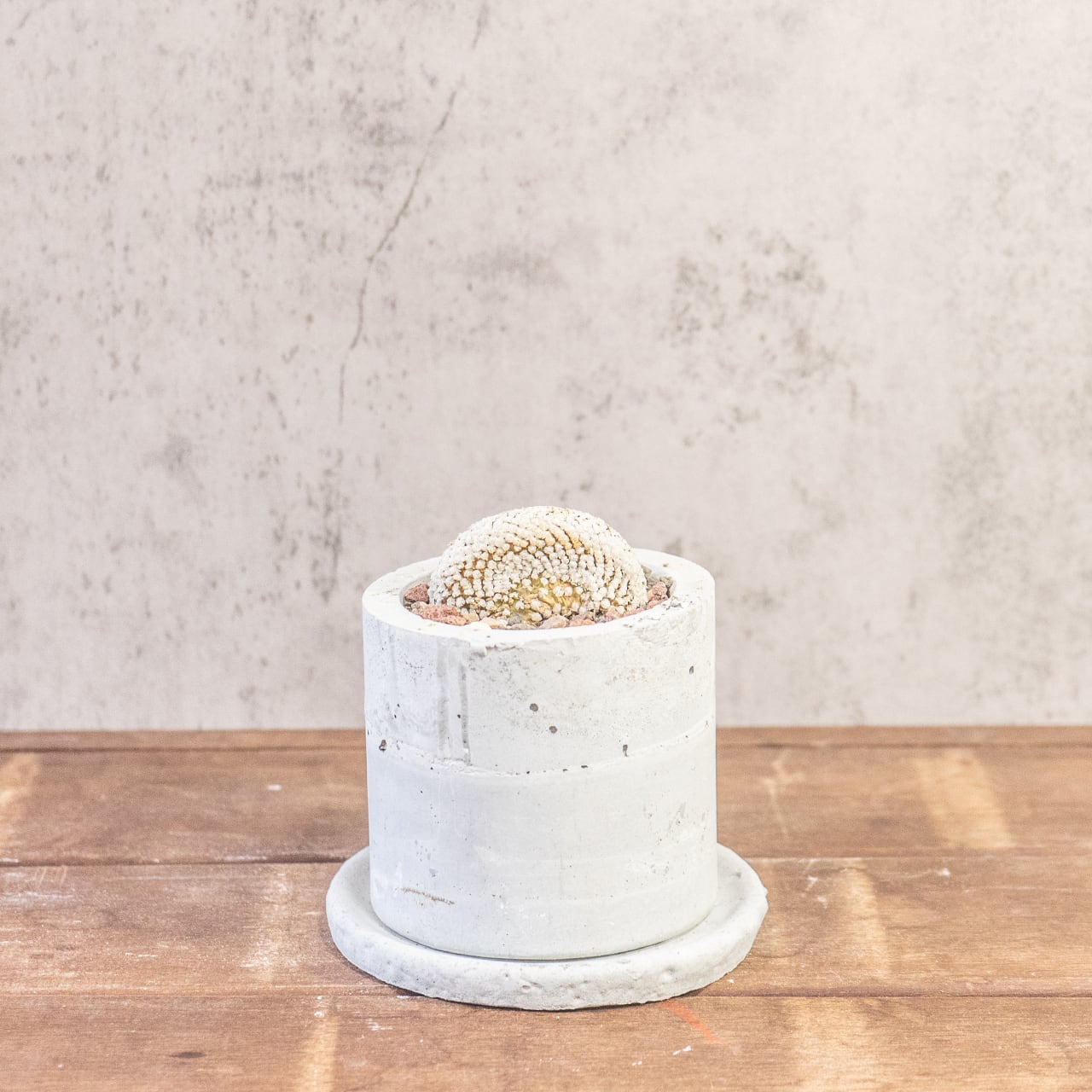 バラ丸・綴化｜じゅうたんのような表面質感を楽しめるコレクション株【オリジナルモルタル鉢仕立て】