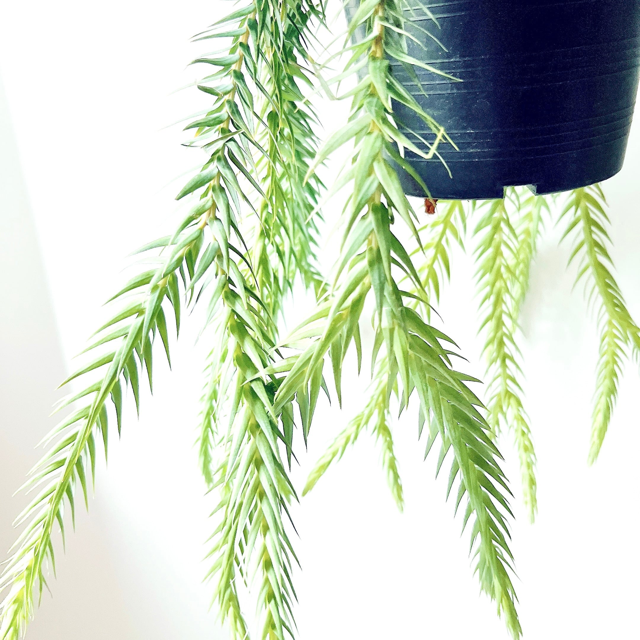 フペルジア ゴエベリー 青みがかったシルバーリーフ 観葉植物 室内 吊り下げ フペルジア ゴエベリー 青みがかったシルバーリーフ 観葉植物 室内