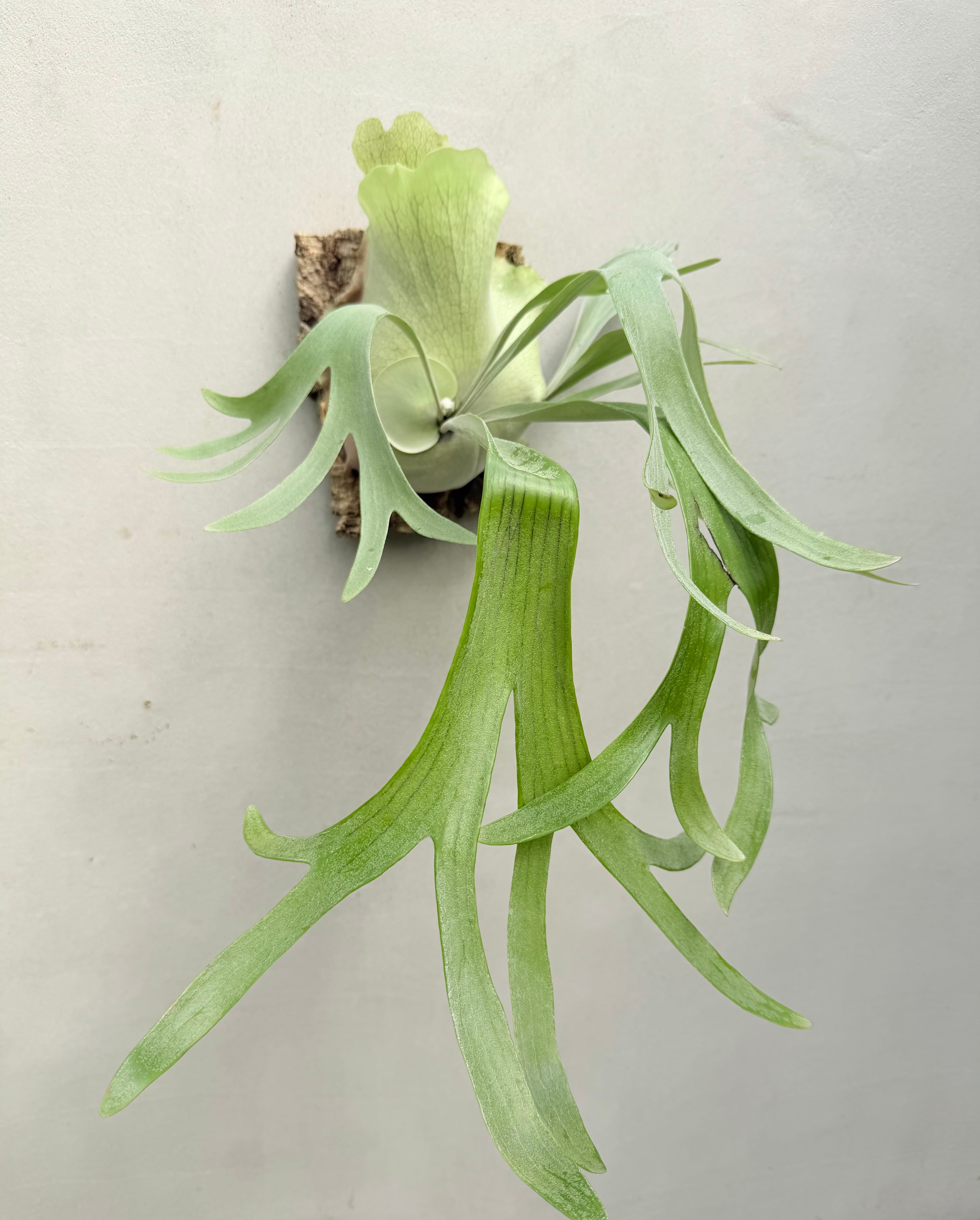 P. 'Shine Gloria' 'シャイングロリア' | vandaka plants