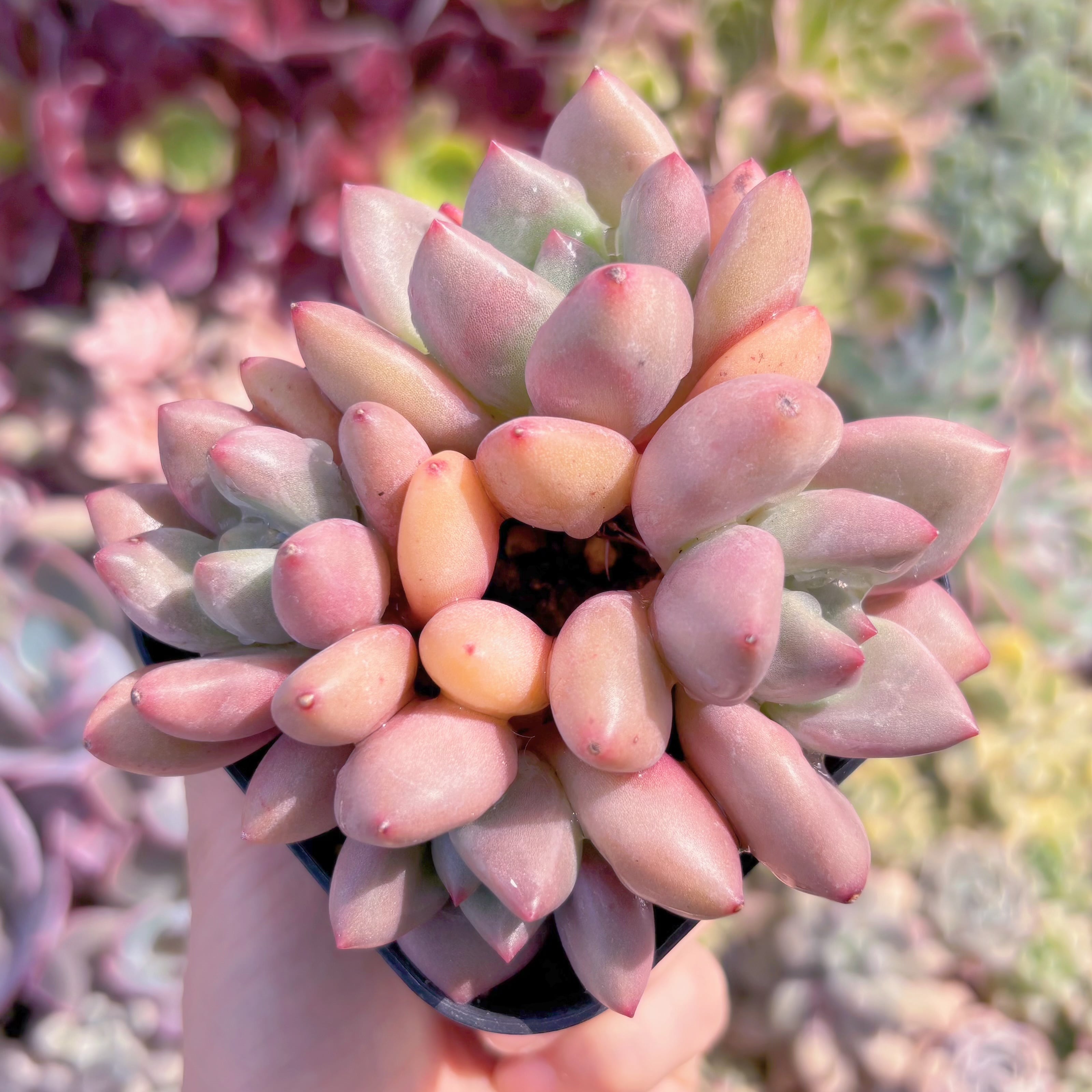 現品　スカロップ#567　るる農園