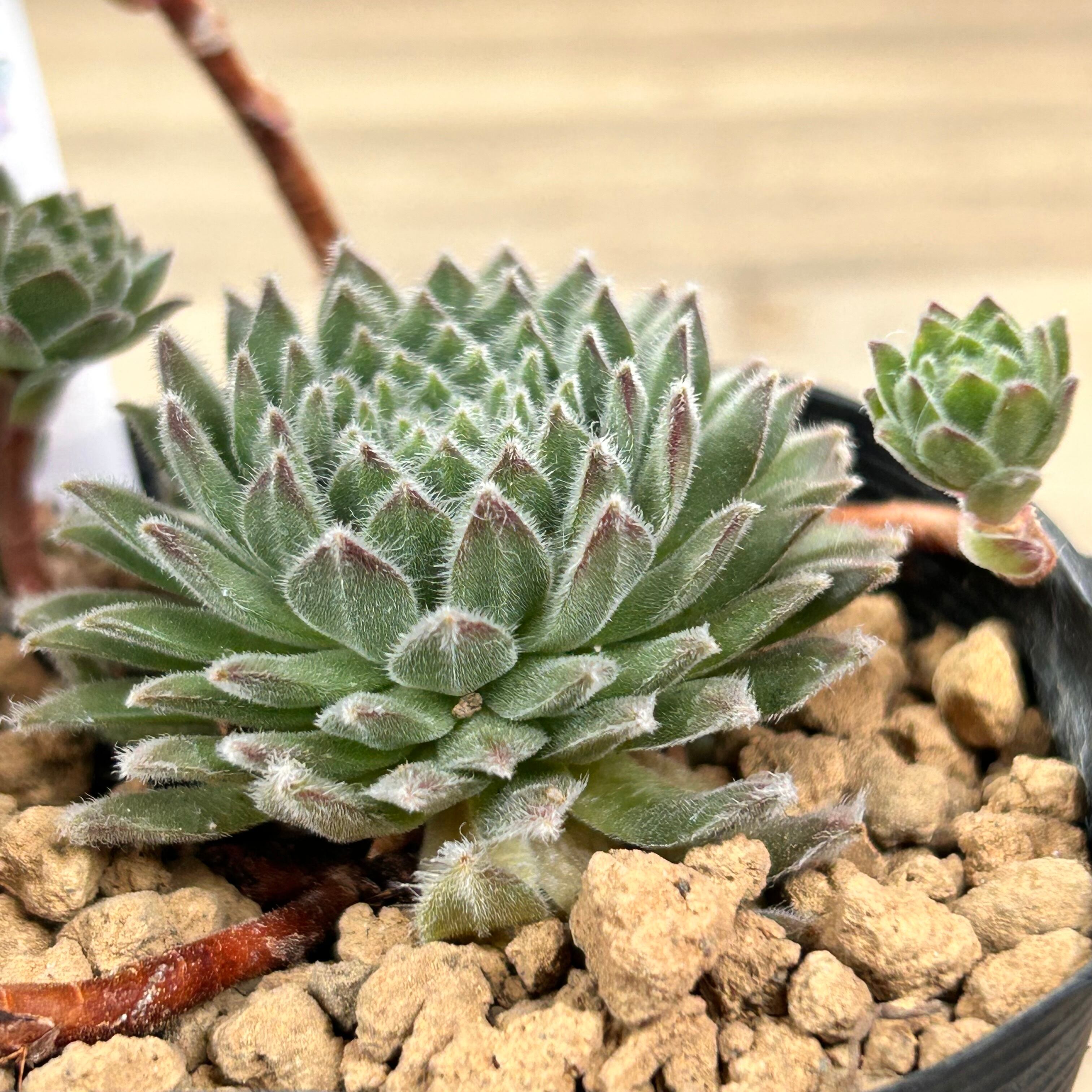 ライブリーバグ センペル | RuPo 多肉植物専門店