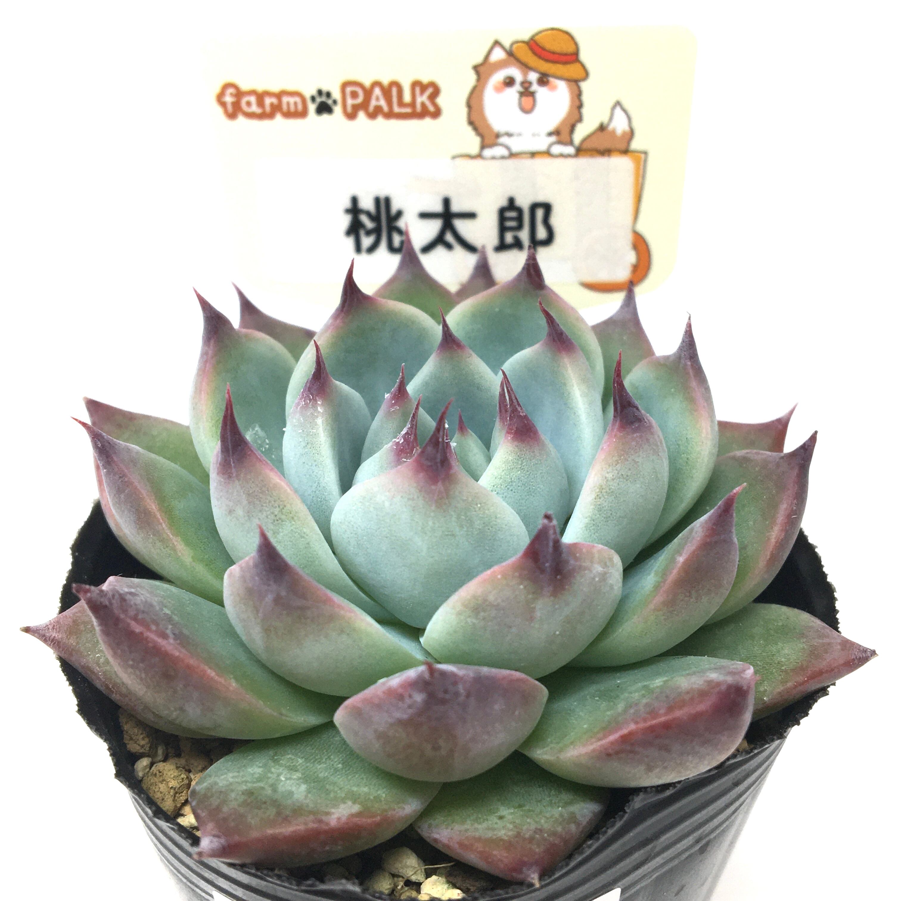 桃太郎 コノフィツム