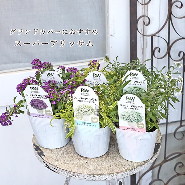値引きセール 花苗 PW 栄養系 スーパーアリッサム フロスティーナイト