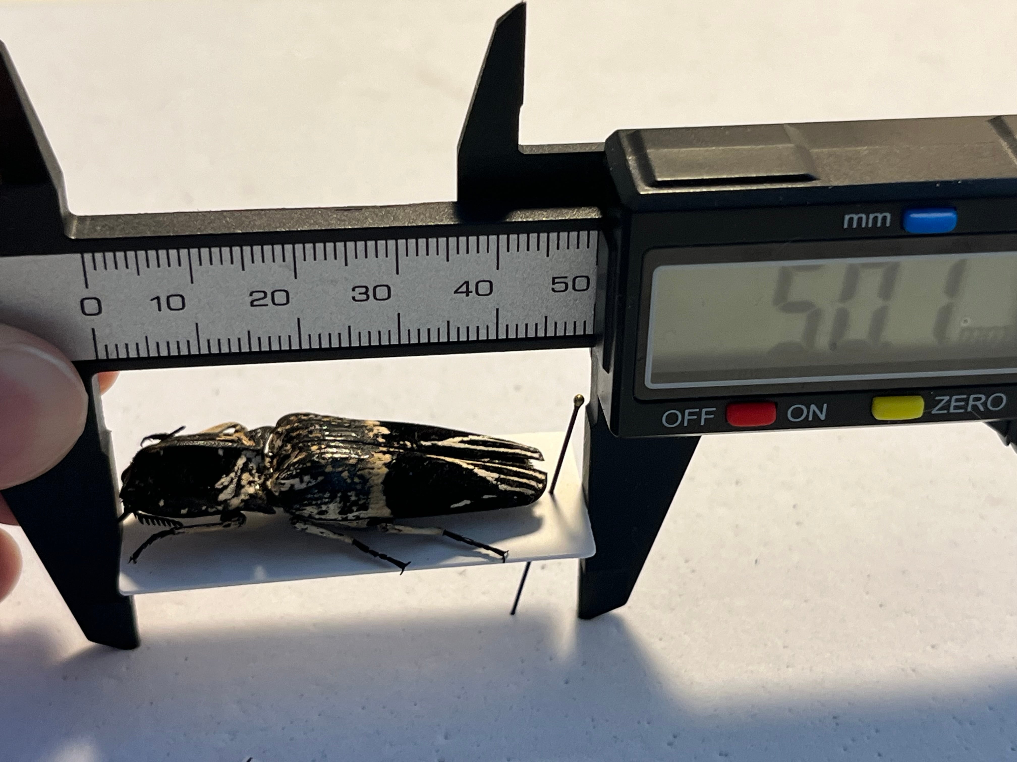 極BIG】Lycus sp.コメツキムシ 45mmコガネムシゾウムシタマムシ