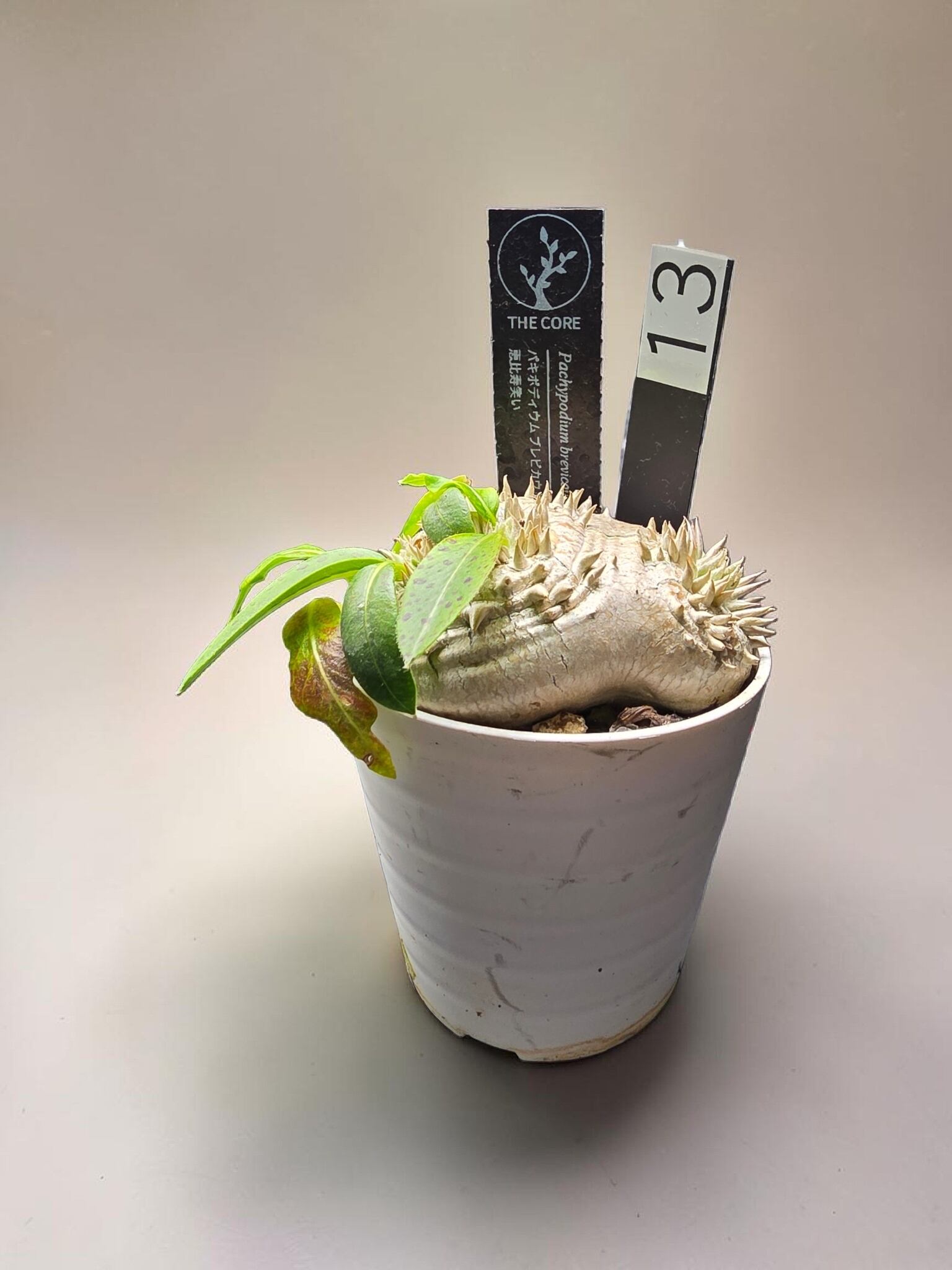 良形・人気種】パキポディウム・ブレビカウレ 恵比寿笑い (Pachypodium