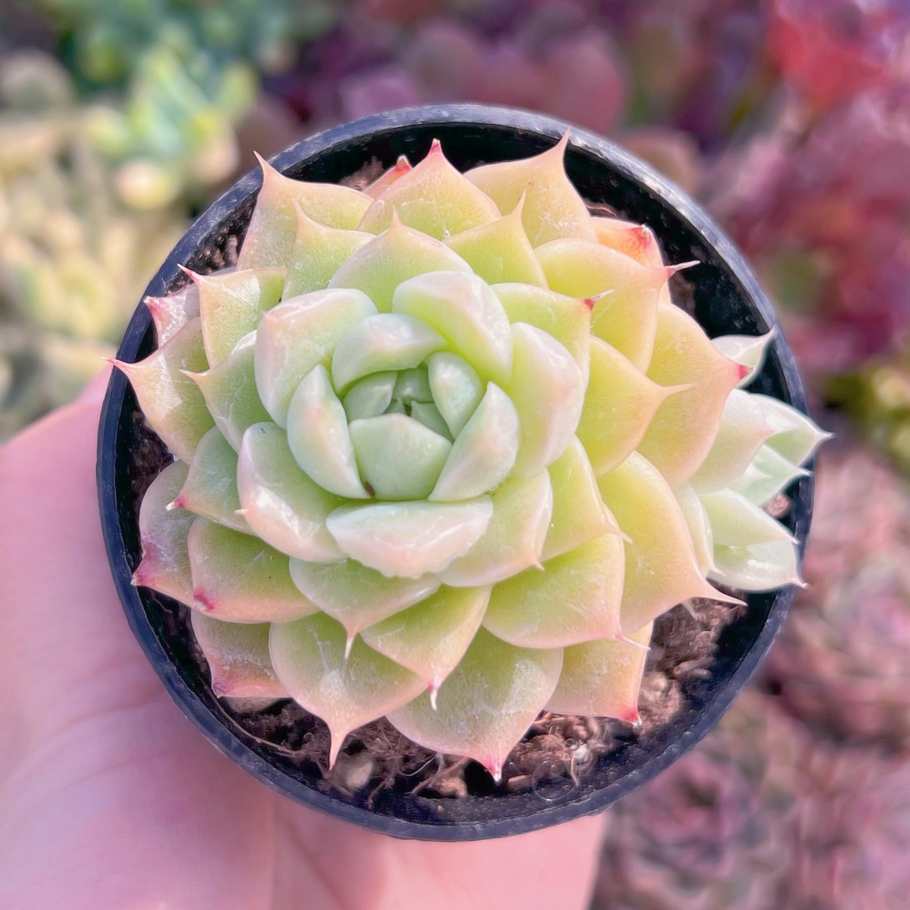 現品　コラジ#2215　古株　るる農園