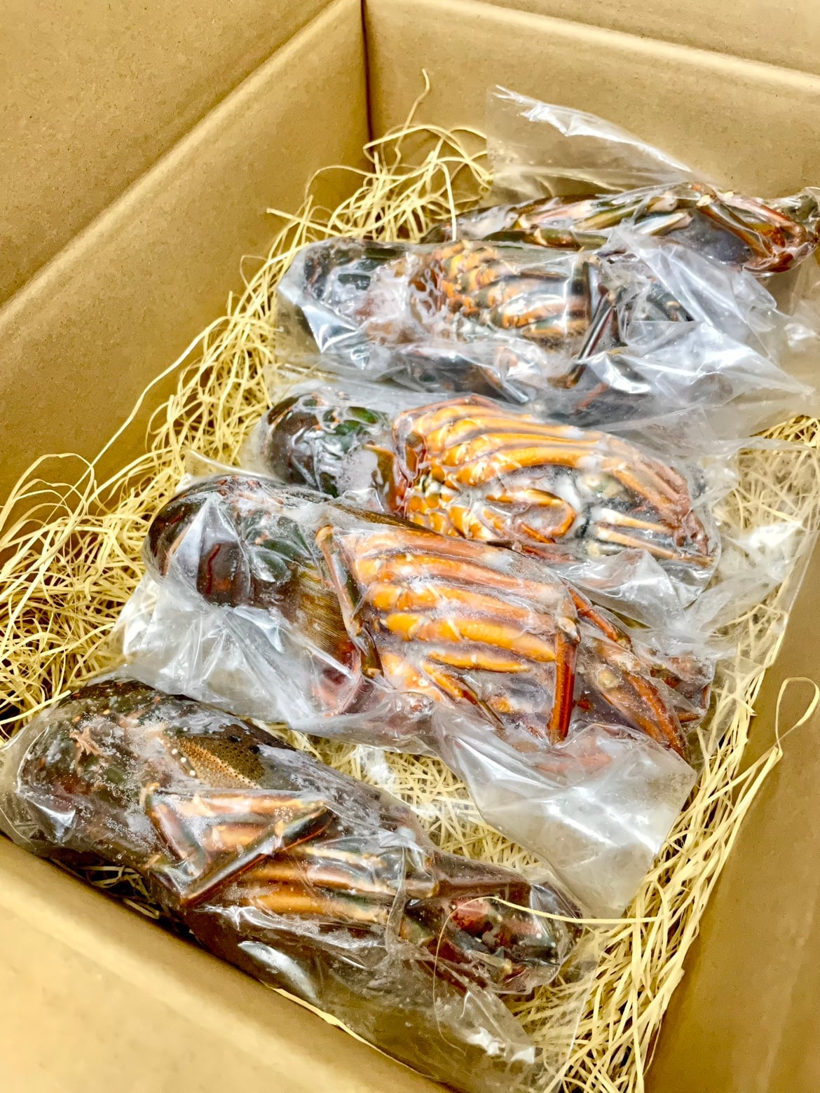 お刺身OK】三重県産伊勢海老 1尾入 ＜サイズ：約500～600グラム/尾