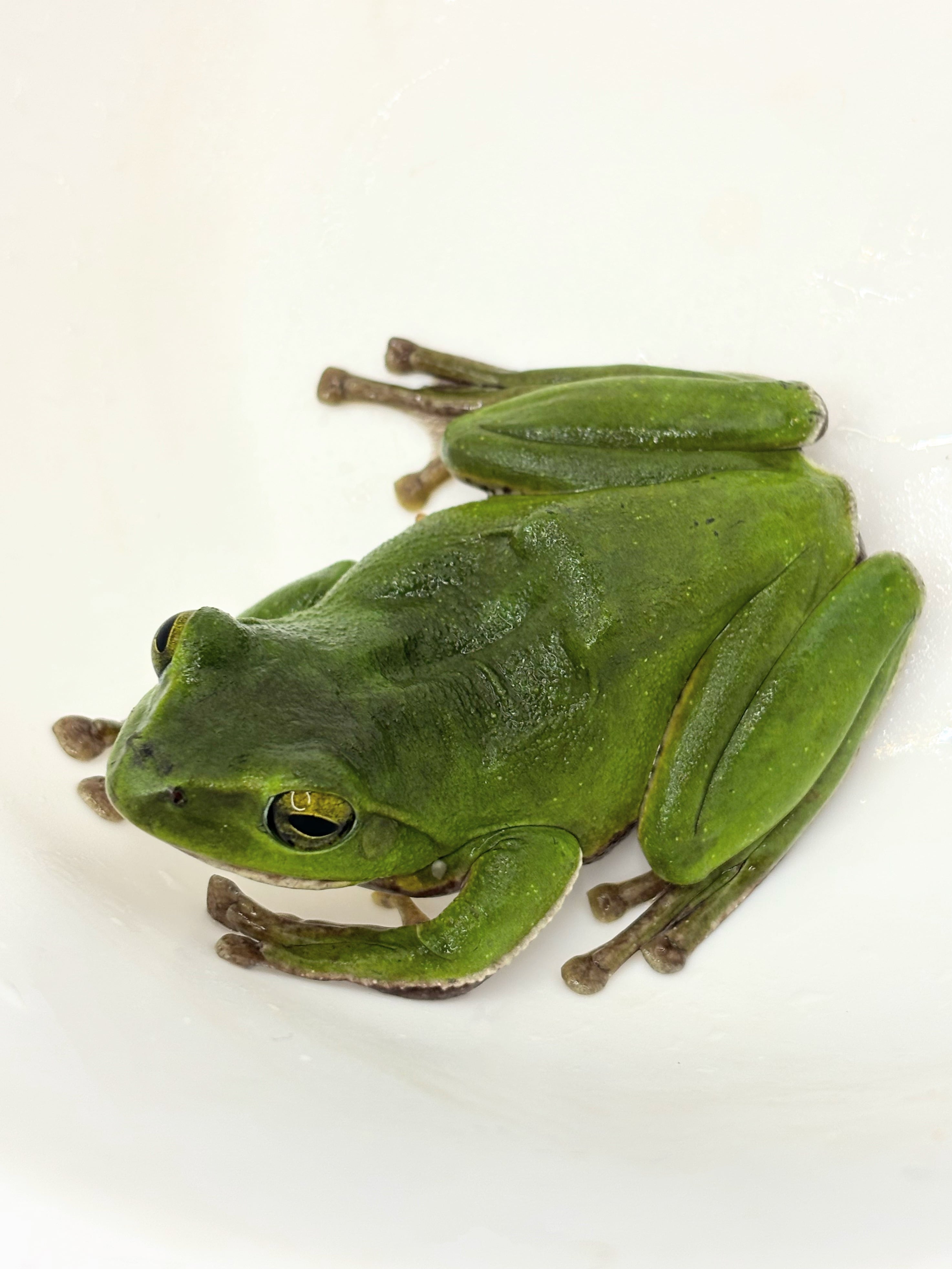 ペルビアンジャイアントセンチピード 1匹 | まるころ商店〜まるくて