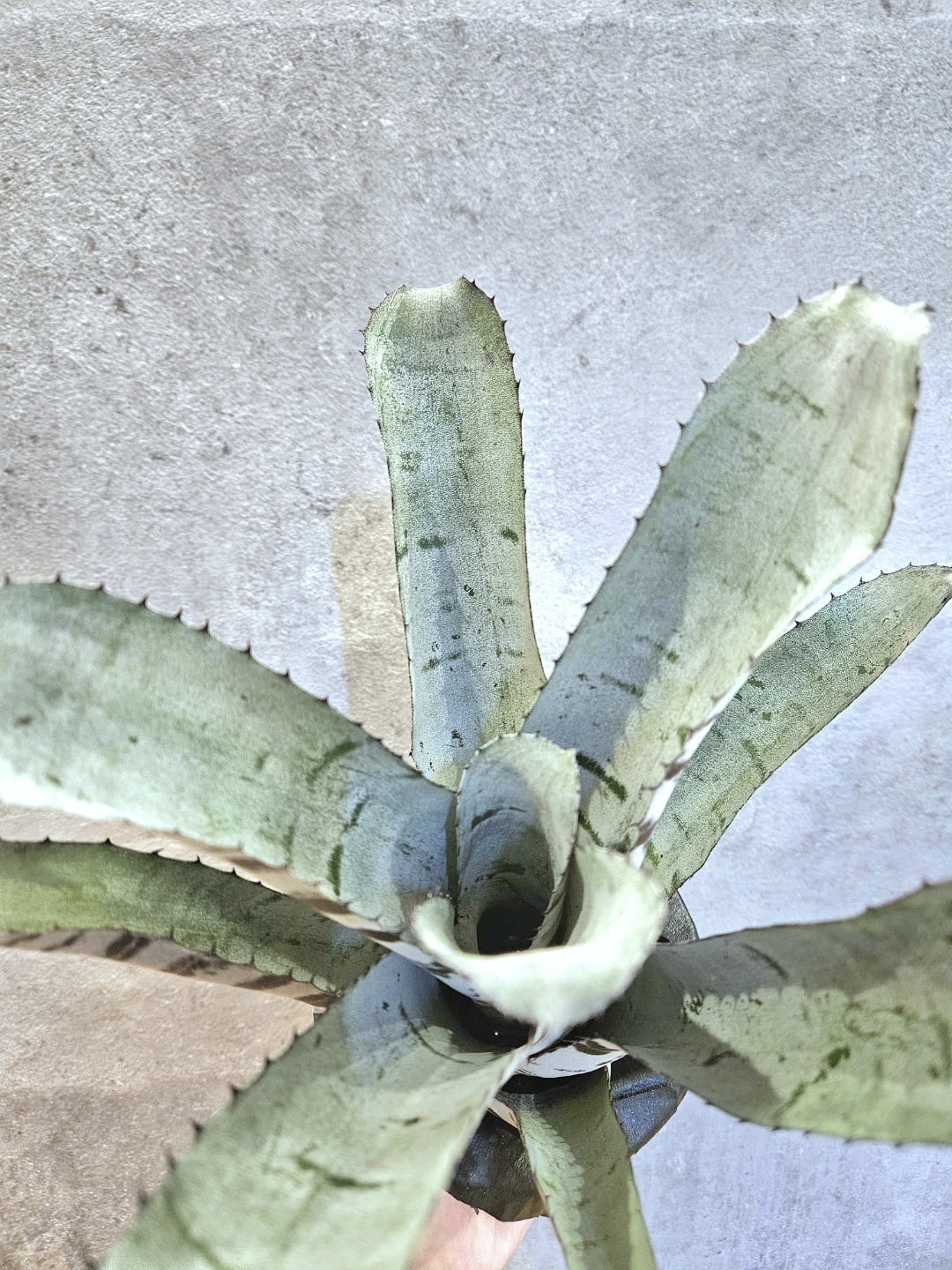 Aechmea chantinii Ice Frost【artPLANTs/PLANTSGARAGE 】エクメア