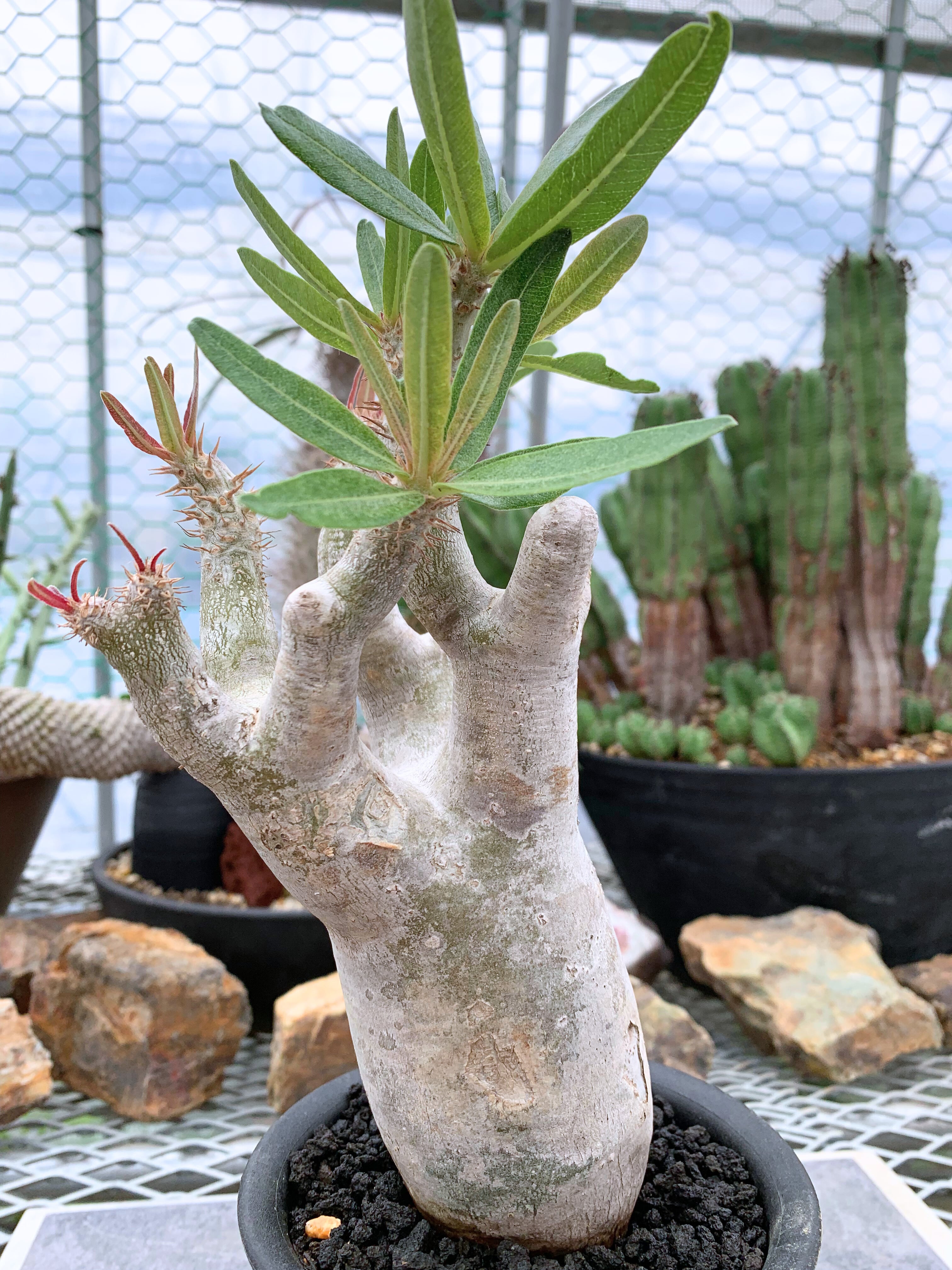 塊根植物 | CACTUS330