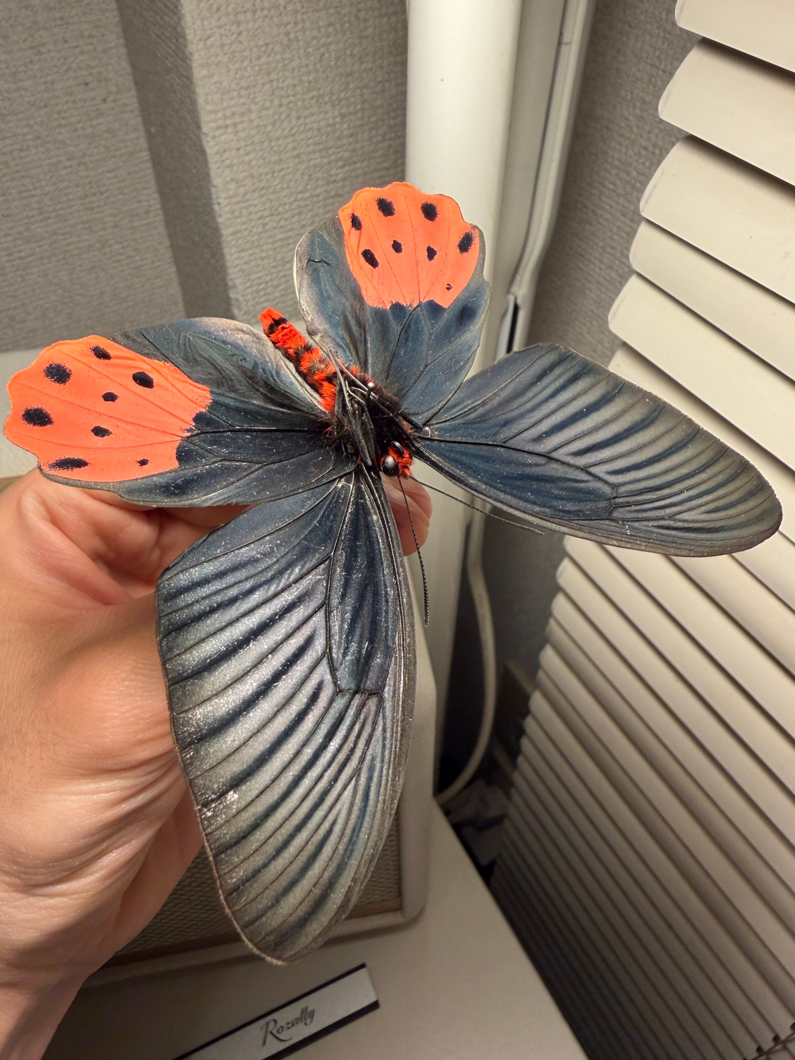 裏展翅♂】アケボノアゲハ Atrophaneura horishana 標本 Papilio 蝶