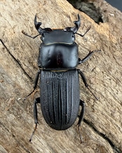 【WF3】《ミントオオクワ(ドルクスミント) 25.5mm ペア》