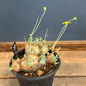 オトンナ　カカリオイデス　現地株【910】