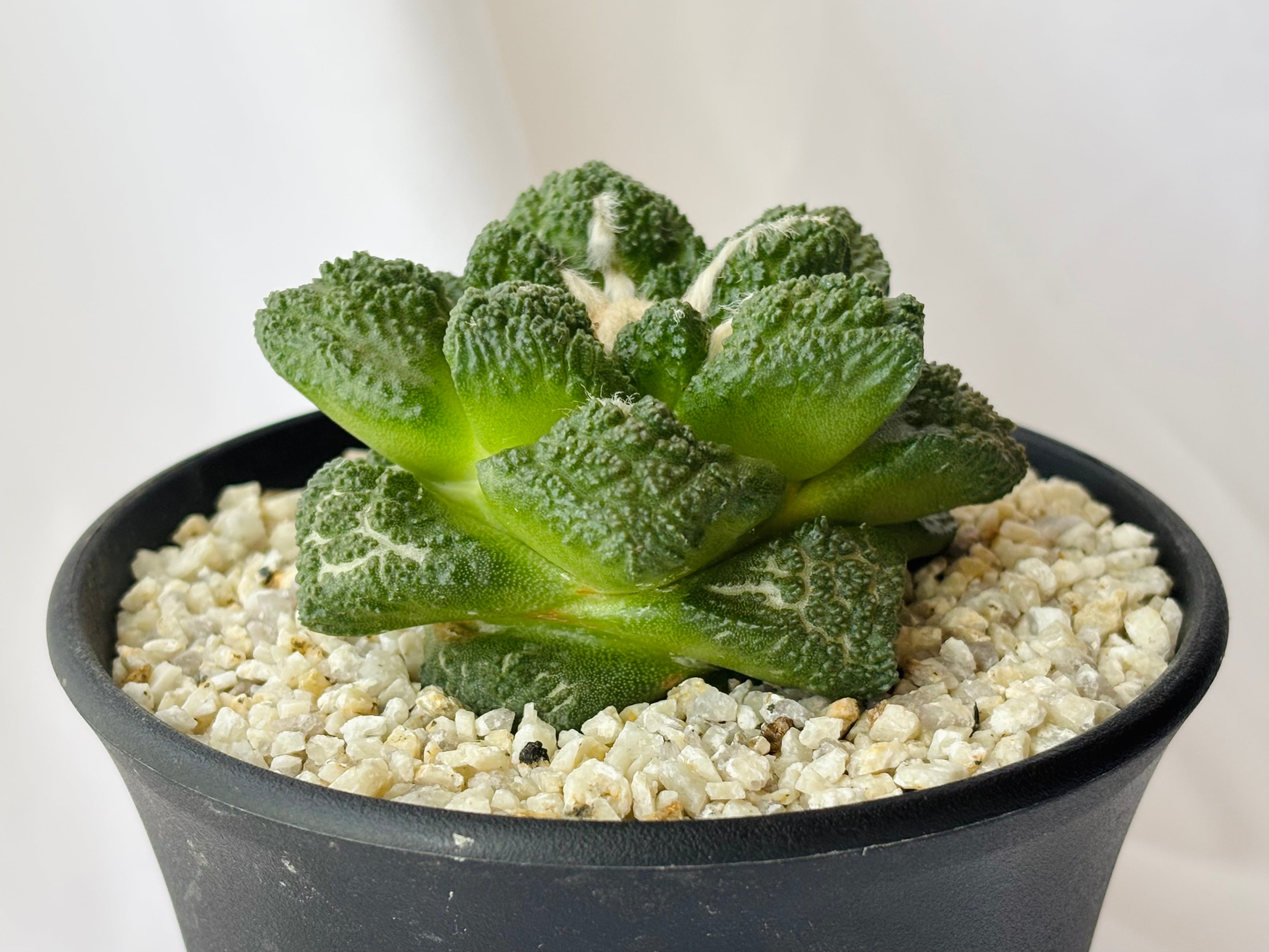 Gymnocalycium spegazzinii f. unguspinum ギムノカリキウム 短刺天平