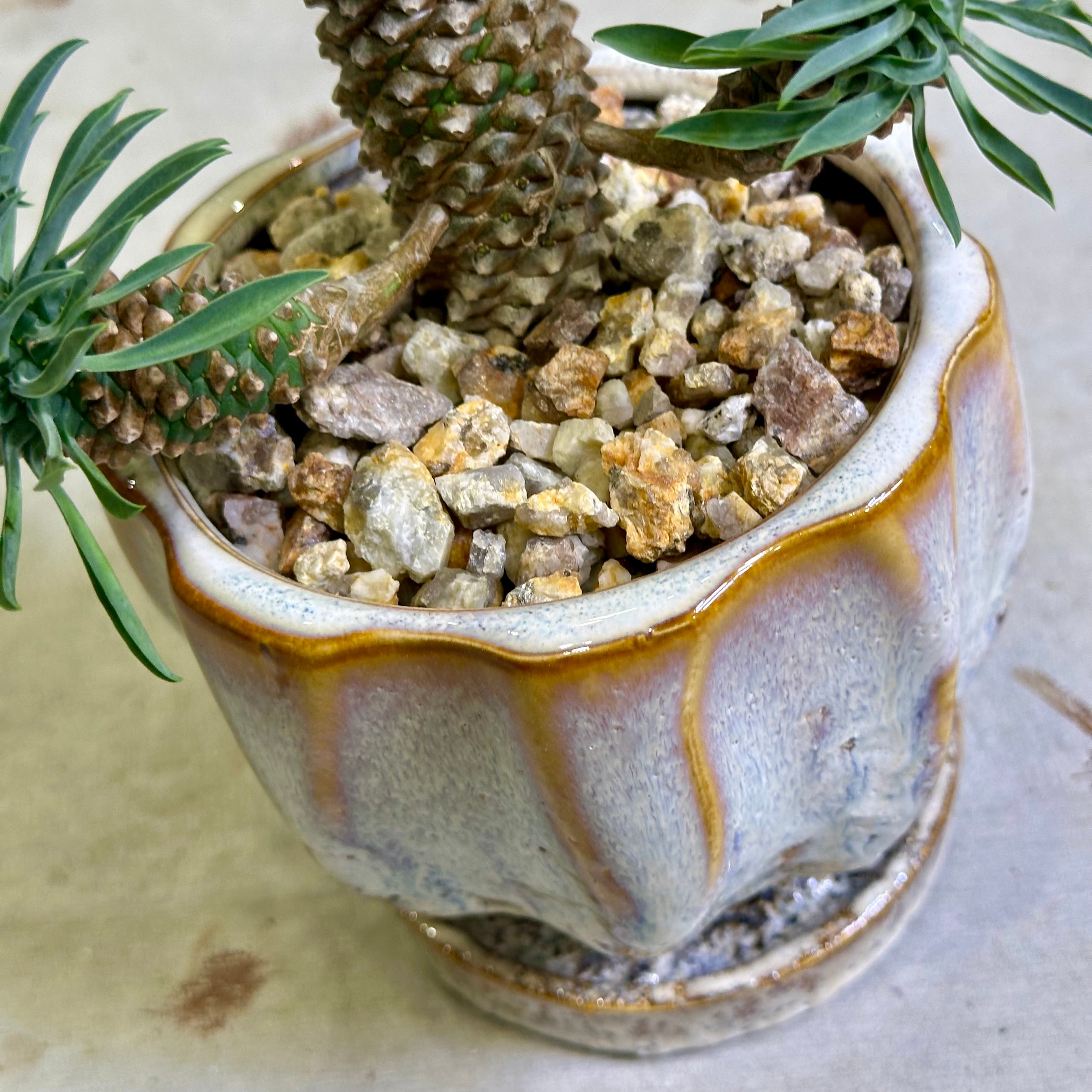 パイナップルコーン（ソテツキリン） | barrelplants_BONSAI