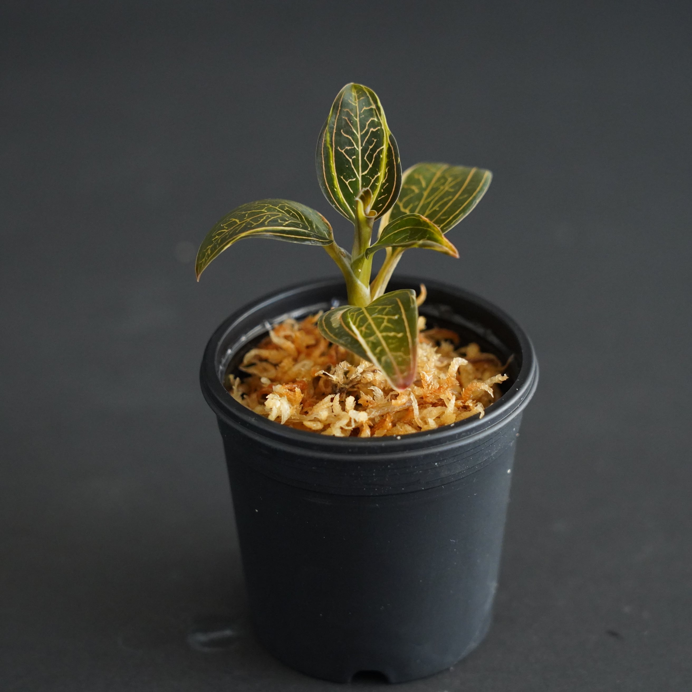 ◇現品◇ルディシアディスカラー（ちょい斑入り） Ludisia discolor