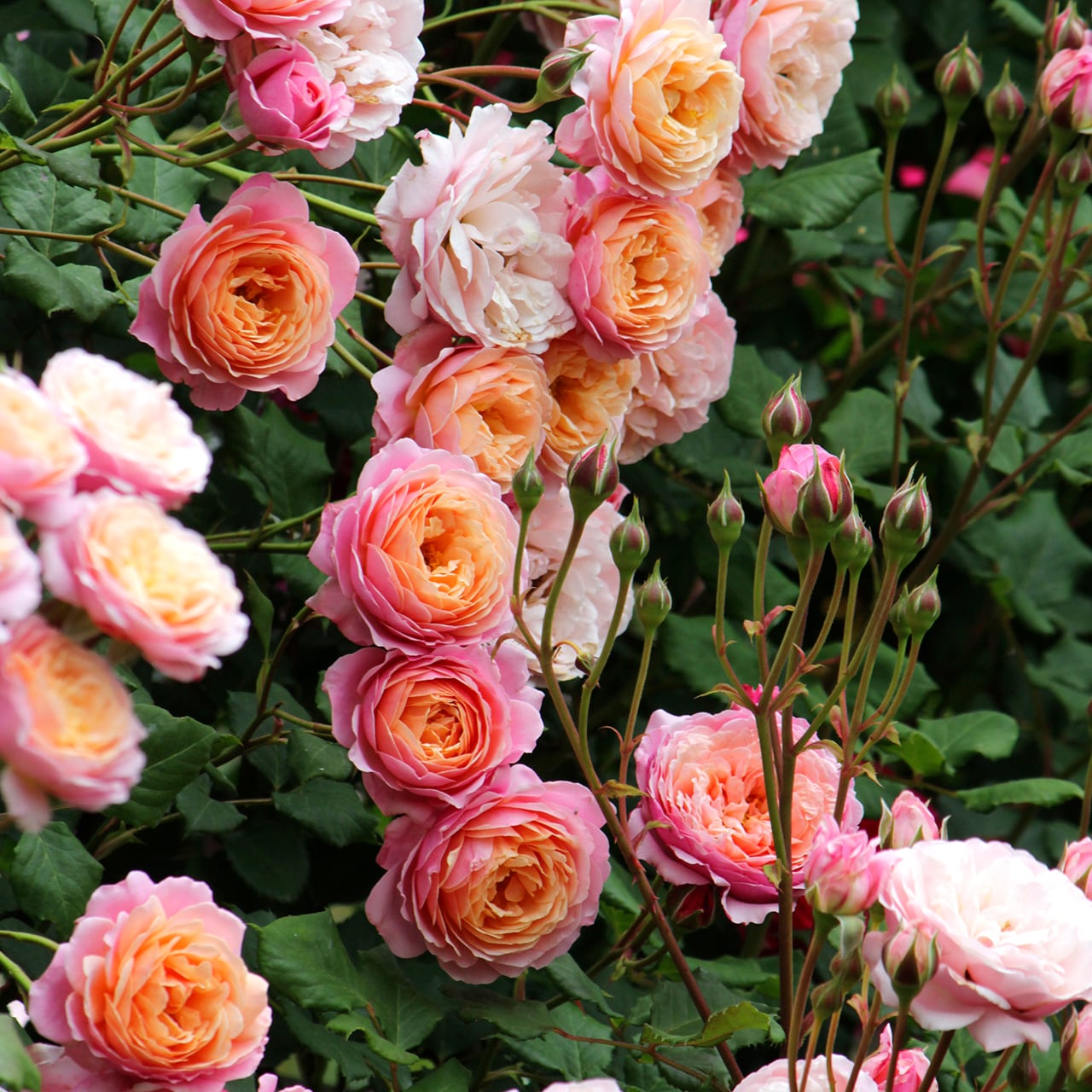 バラ大苗 プリ P.J. ルドゥーテ【ギヨー】 ＜3月中旬発送商品