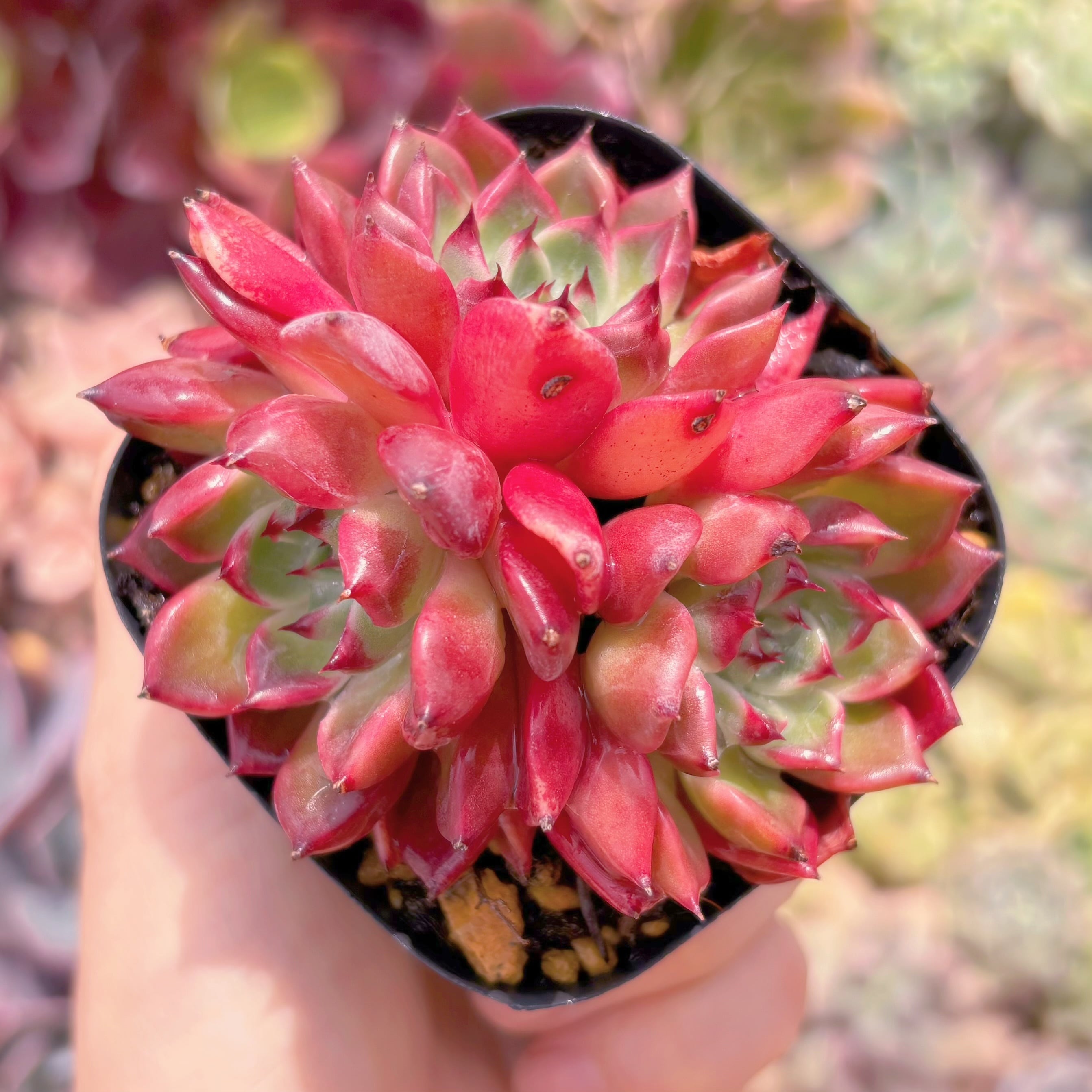 現品　黒夜#C41　群生　るる農園