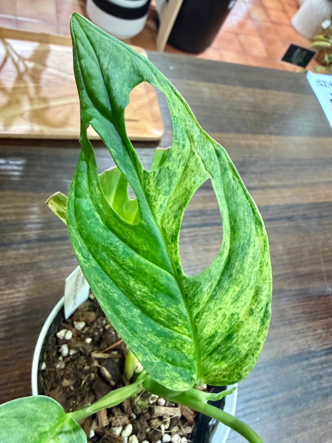 アダンソニー ミント バリエガータ ③ モンステラ 観葉植物 3.0号 希少