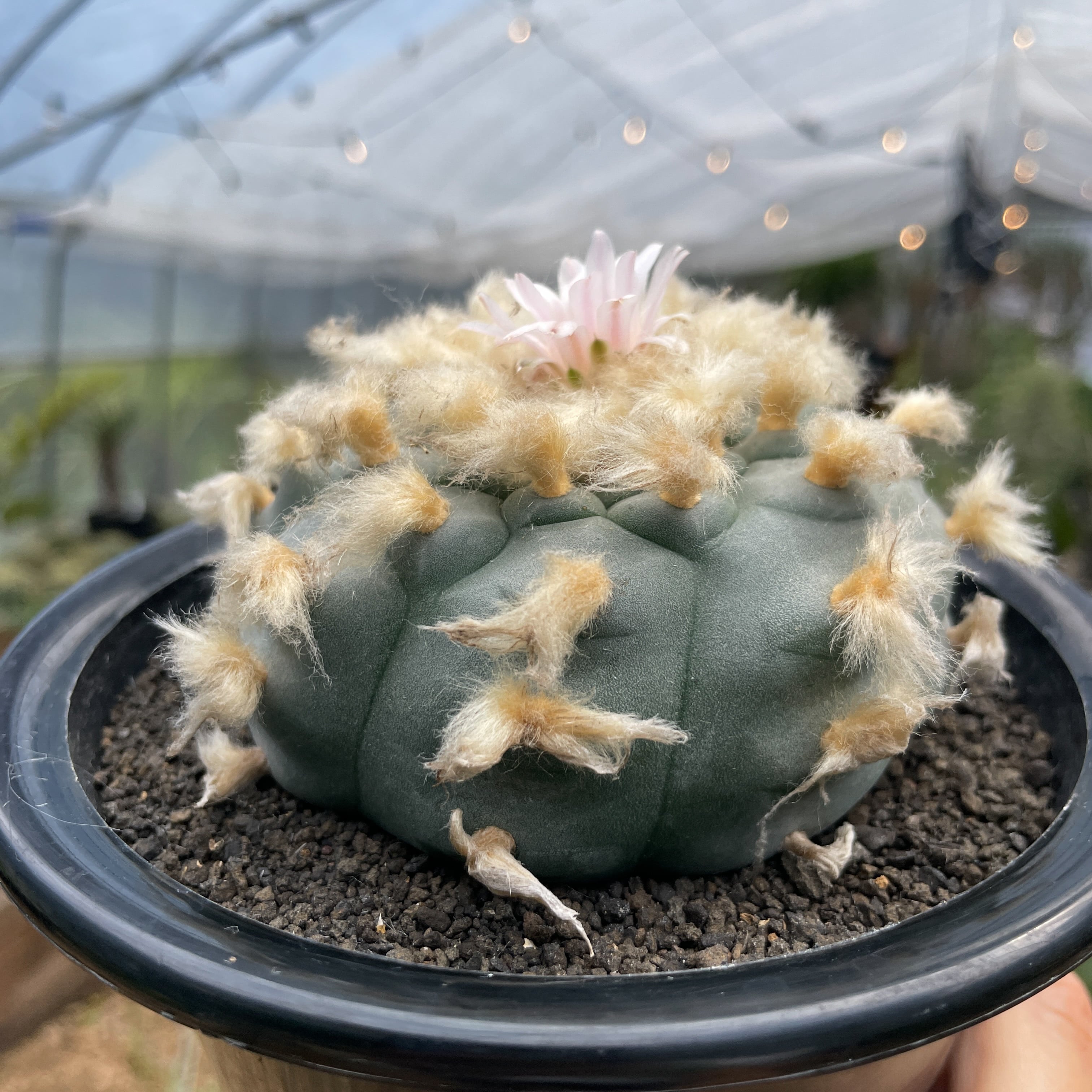 ★ロホホラ実生テキサーナー２★ ロホホラ テキサーナ 実生 親株