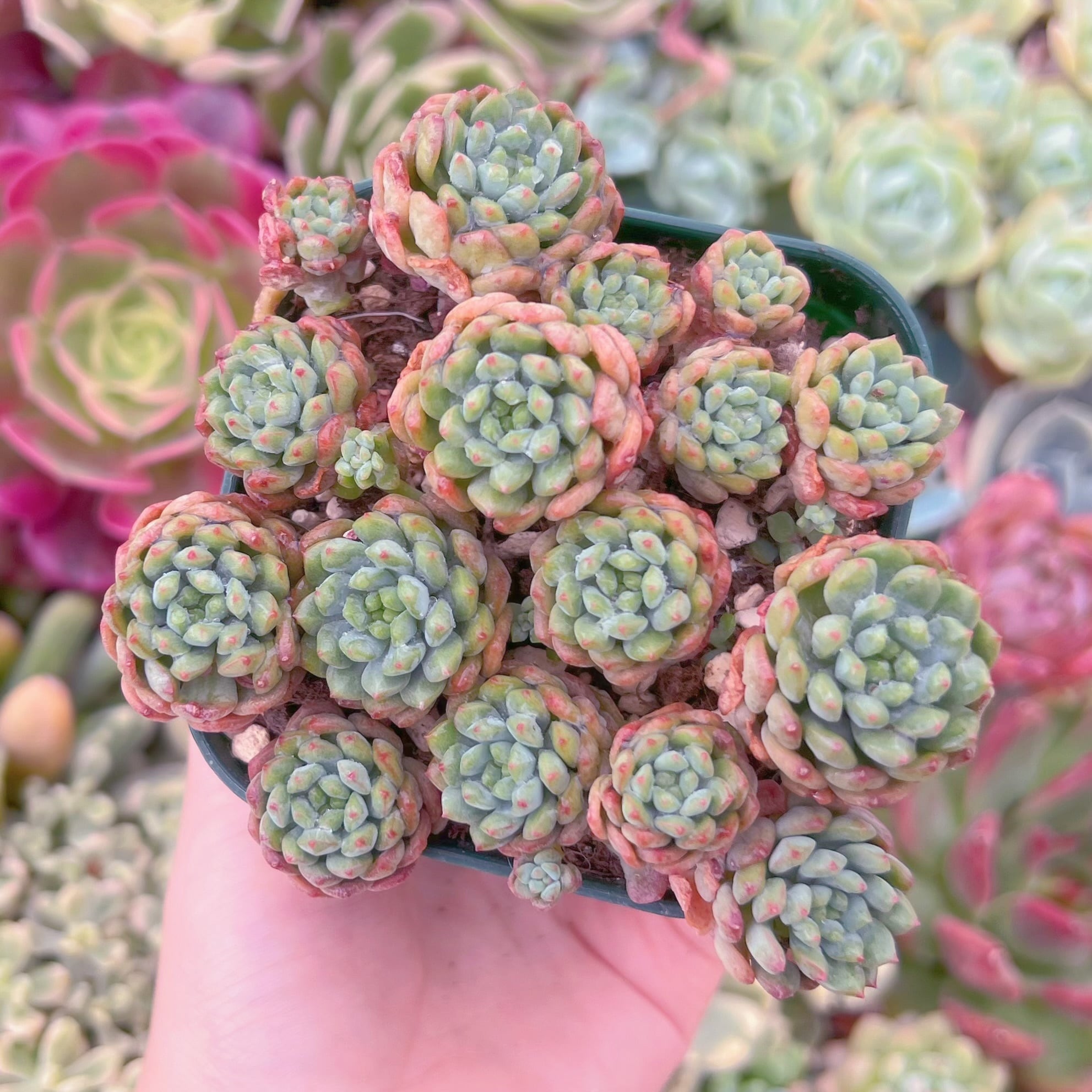 現品　コルネット#A12　るる農園