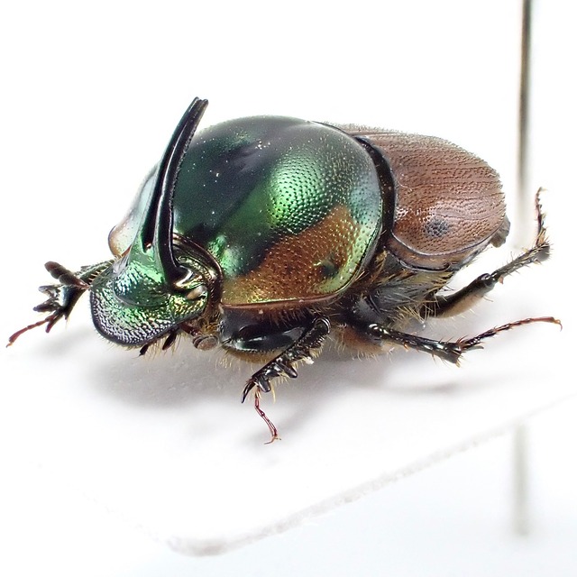 タンザニア産 Onthophagus contiguicornis ♂♀ 10mm/11mm XL