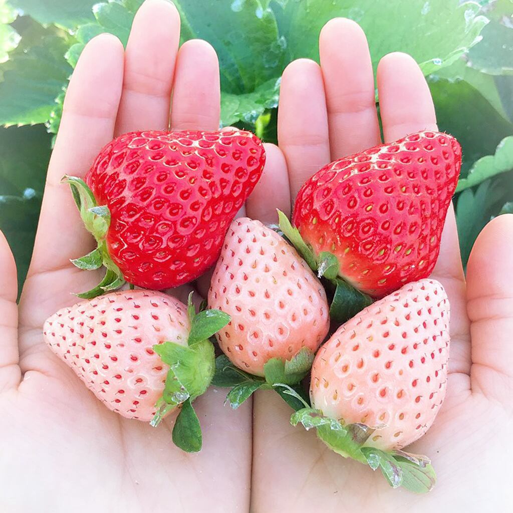 淡雪(白いちご)×旬のいちご 詰め合わせ